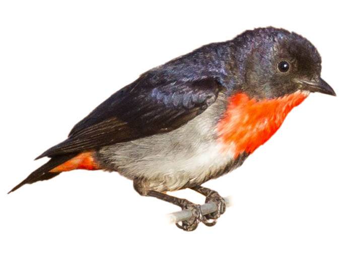 A photo of a Mistletoebird (Dicaeum hirundinaceum), male