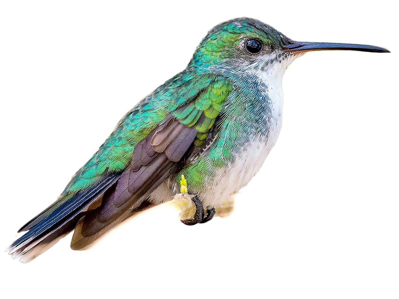 A photo of a Sapphire-throated Hummingbird (Chrysuronia coeruleogularis), female