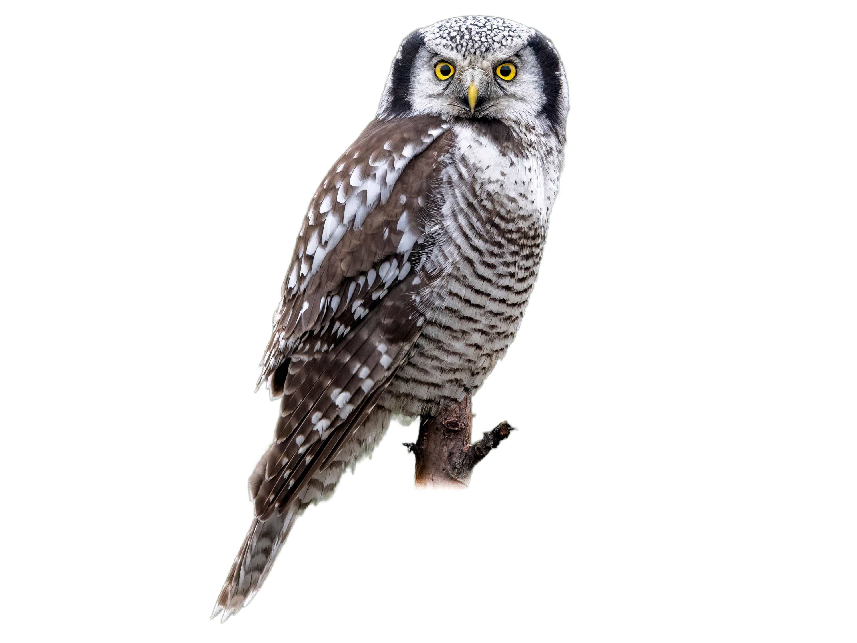 A photo of a Northern Hawk-Owl (Surnia ulula)