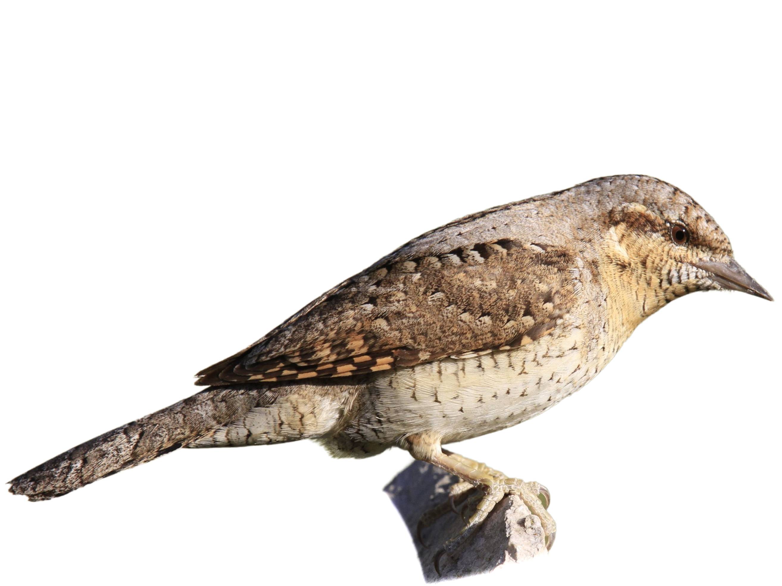 A photo of a Eurasian Wryneck (Jynx torquilla)