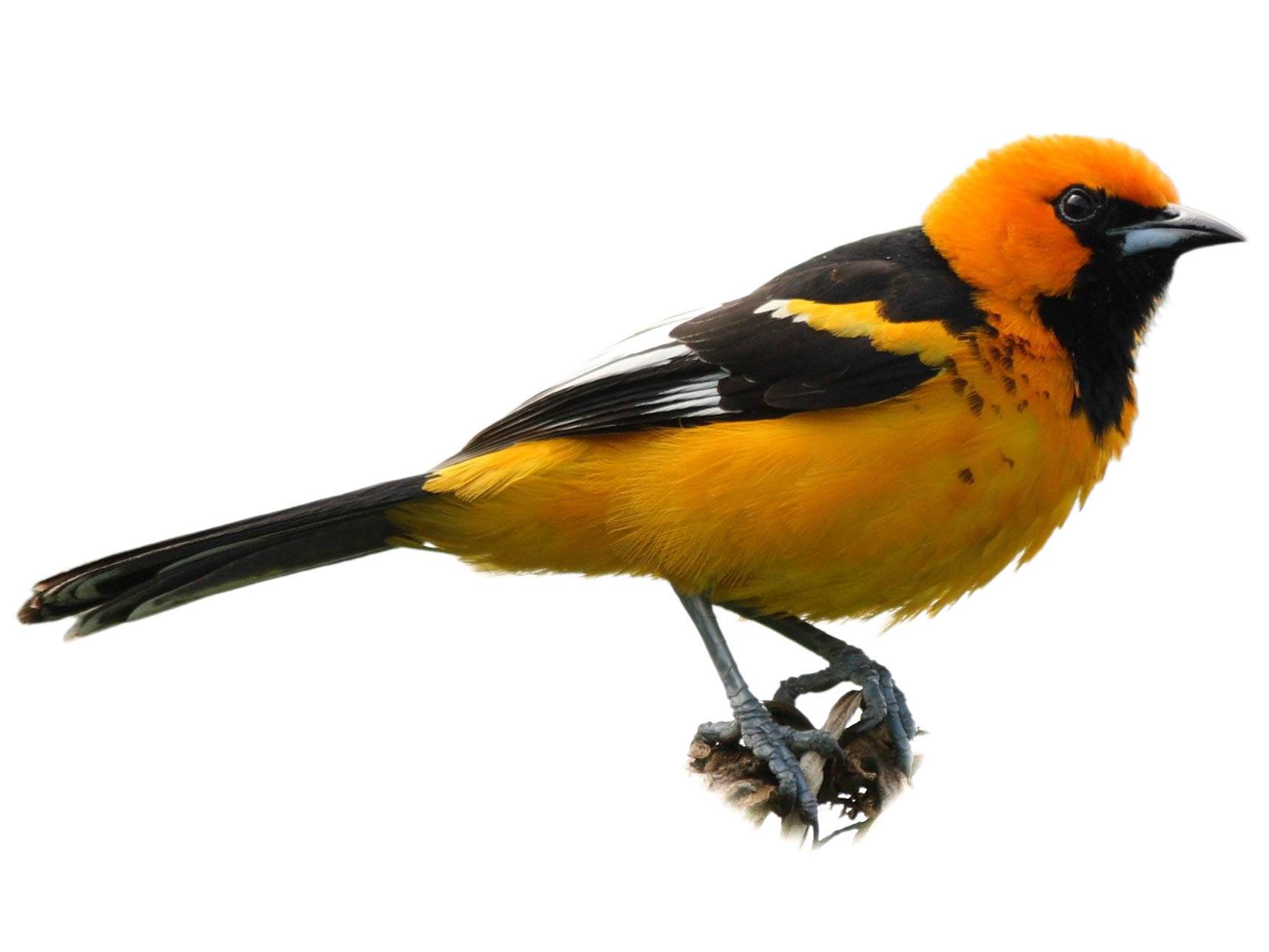 A photo of a Spot-breasted Oriole (Icterus pectoralis)