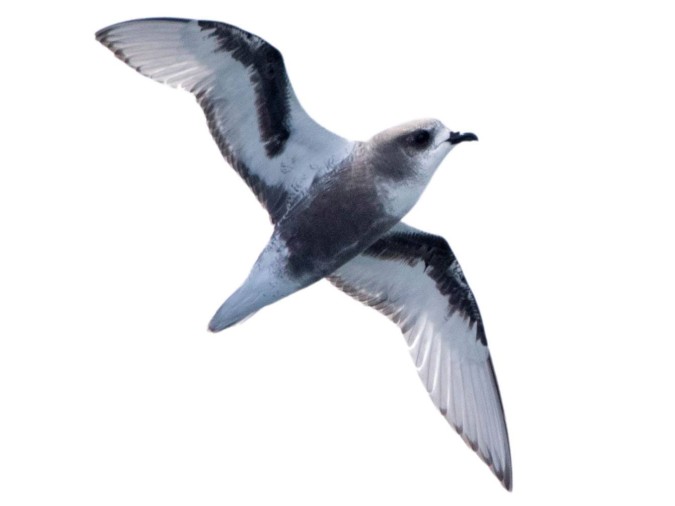 A photo of a Mottled Petrel (Pterodroma inexpectata)