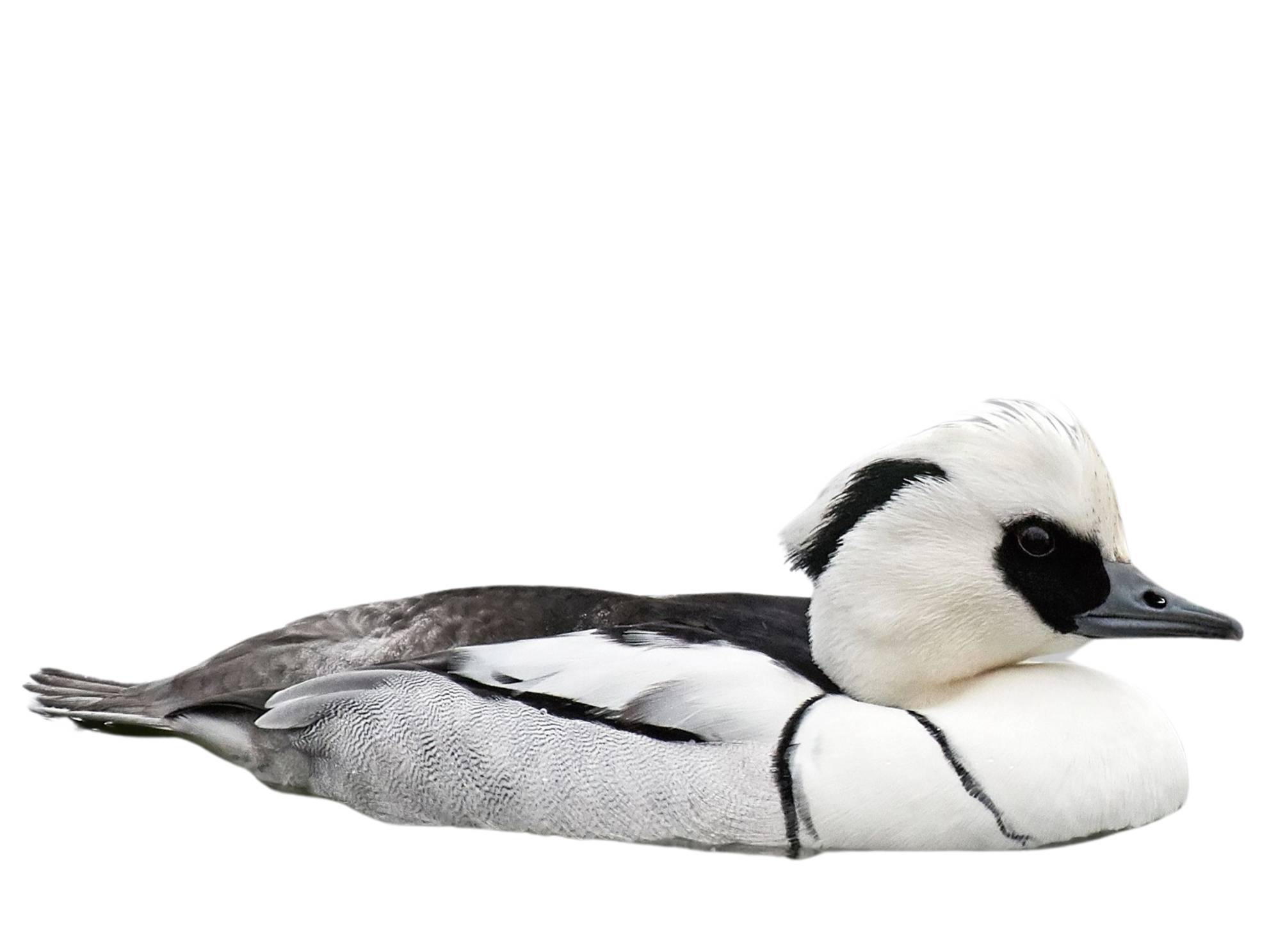 A photo of a Smew (Mergellus albellus), male