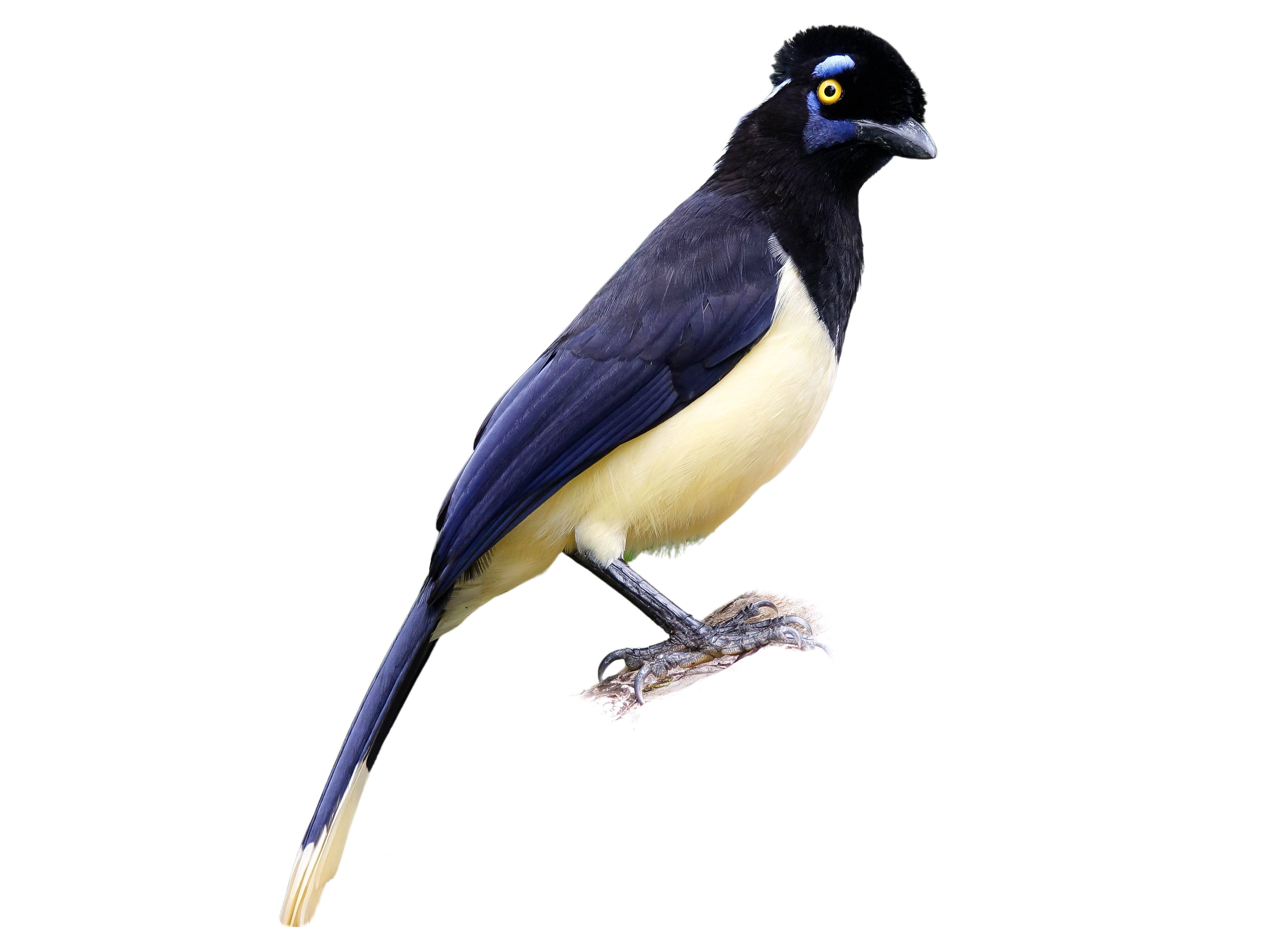 A photo of a Plush-crested Jay (Cyanocorax chrysops)