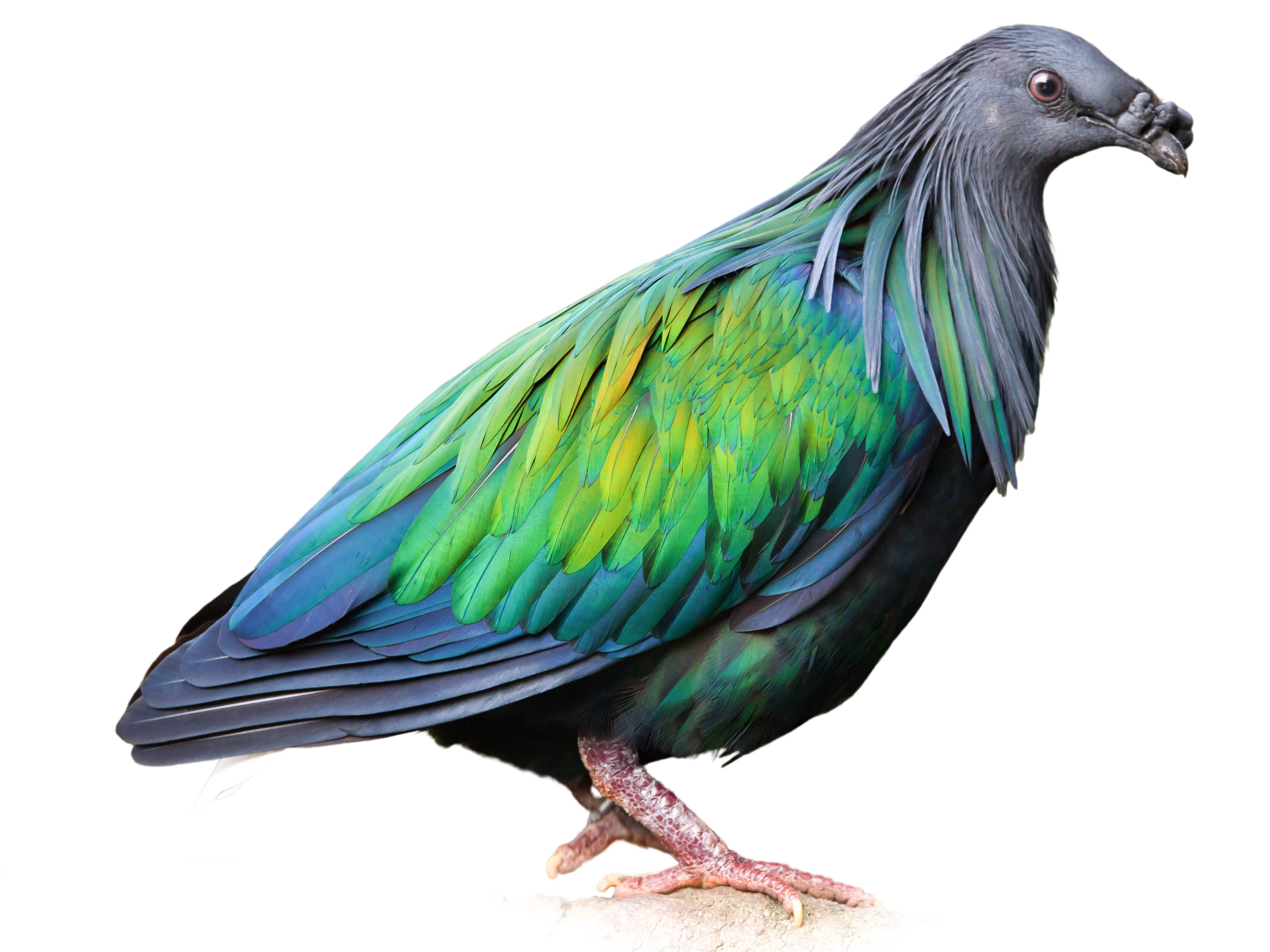 A photo of a Nicobar Pigeon (Caloenas nicobarica)