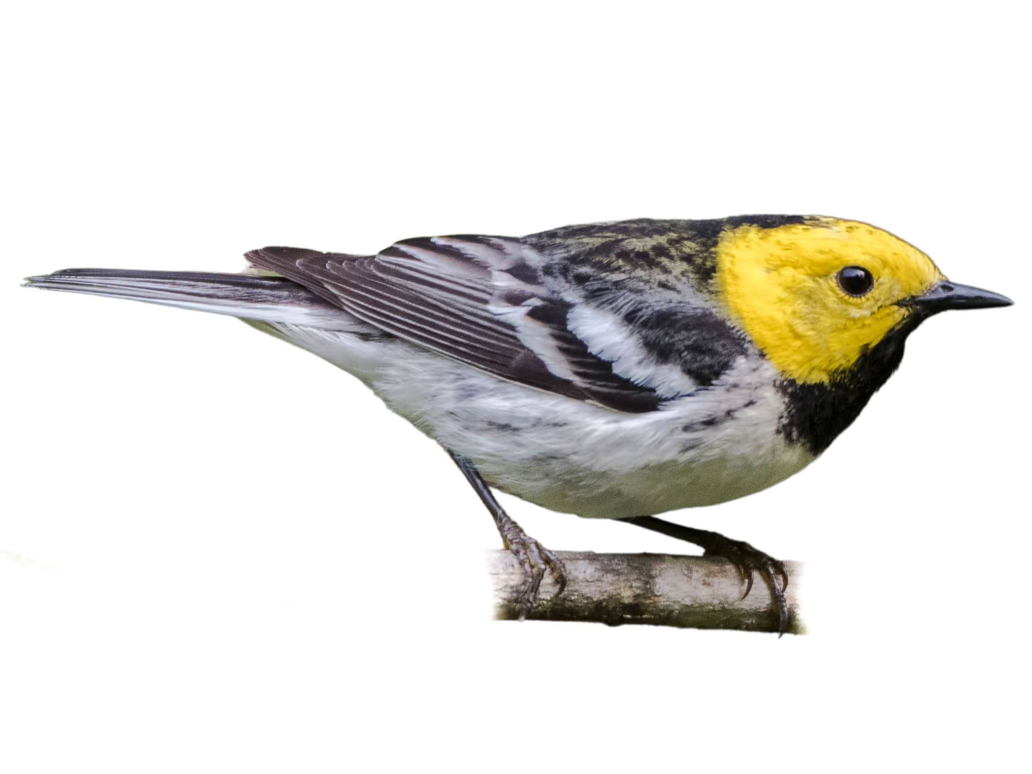 A photo of a Hermit Warbler (Setophaga occidentalis), male