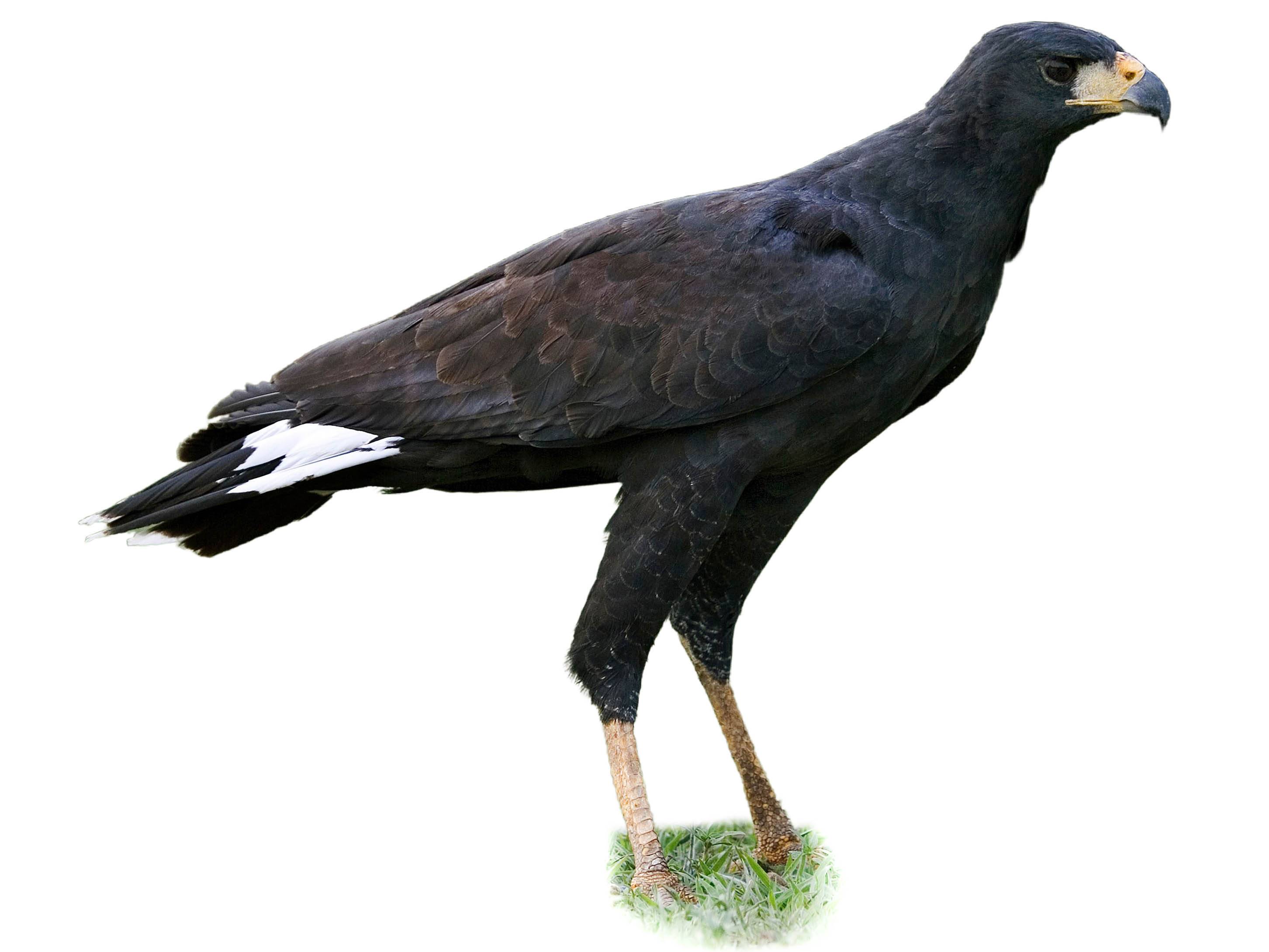 A photo of a Great Black Hawk (Buteogallus urubitinga)