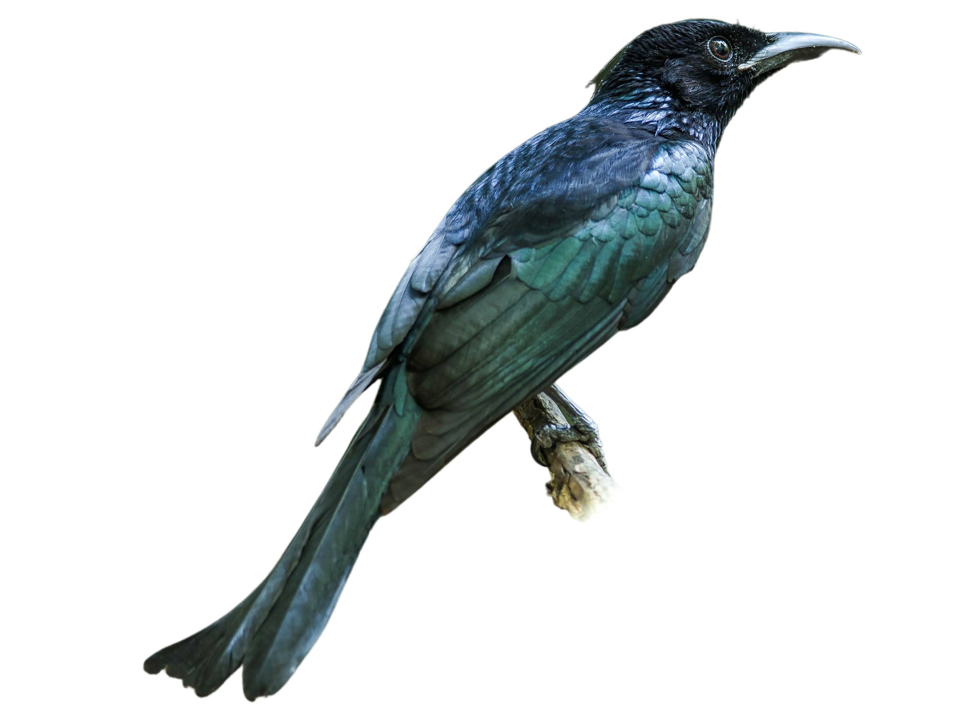 A photo of a Hair-crested Drongo (Dicrurus hottentottus)