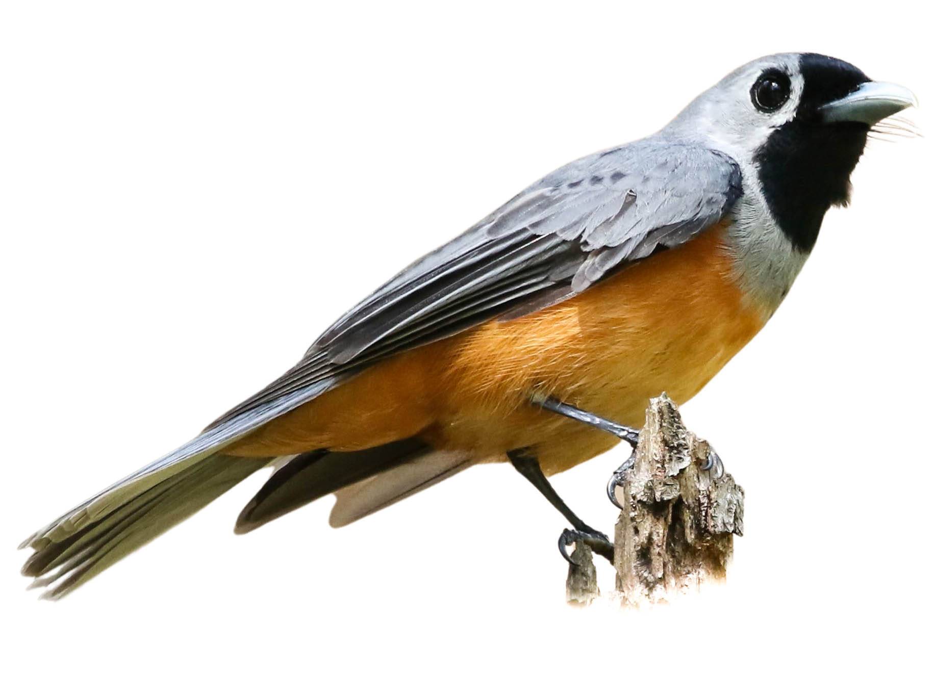 A photo of a Black-faced Monarch (Monarcha melanopsis)