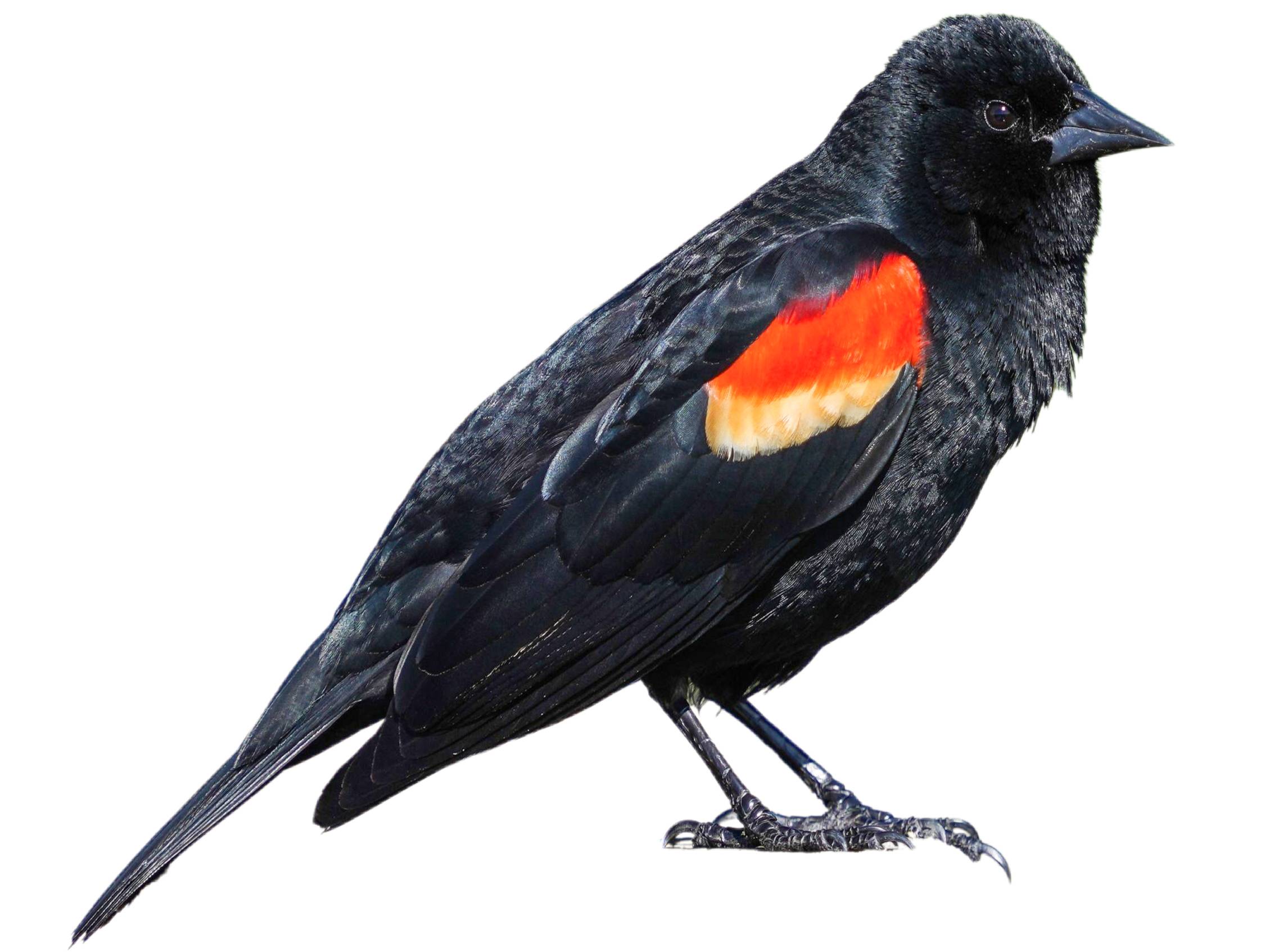 A photo of a Red-winged Blackbird (Agelaius phoeniceus), male