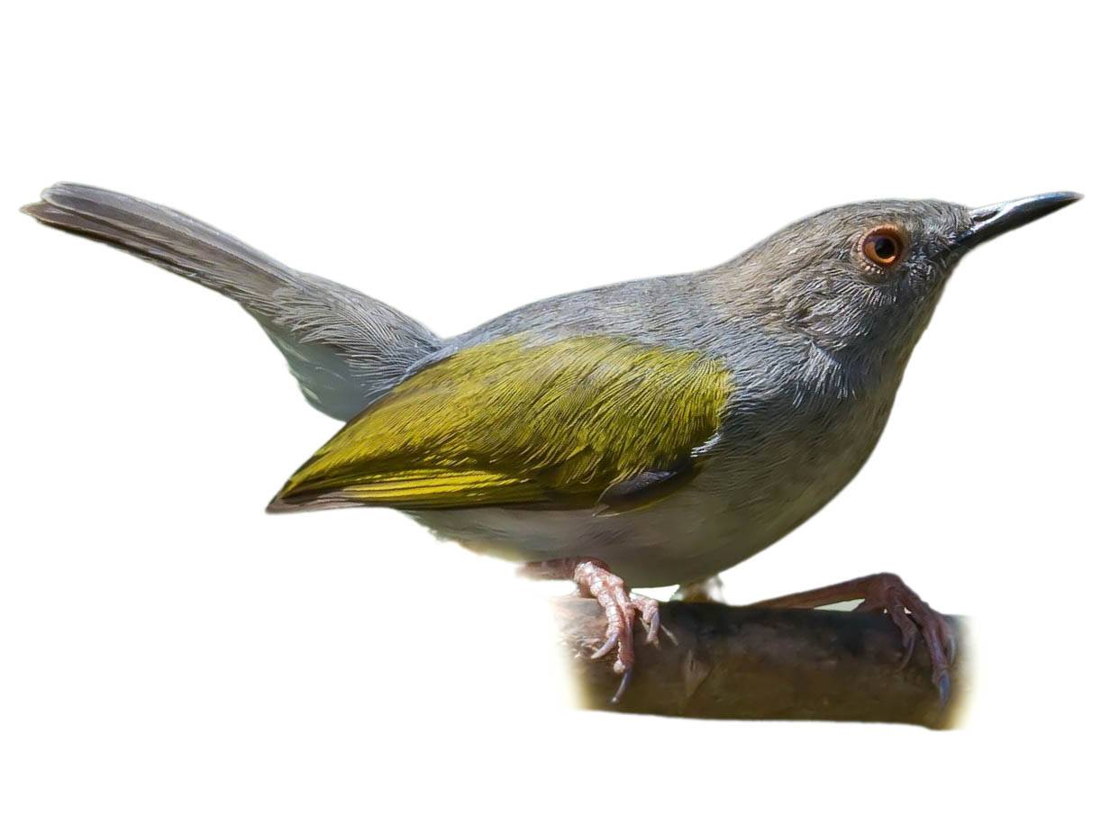 A photo of a Grey-backed Camaroptera (Camaroptera brevicaudata)