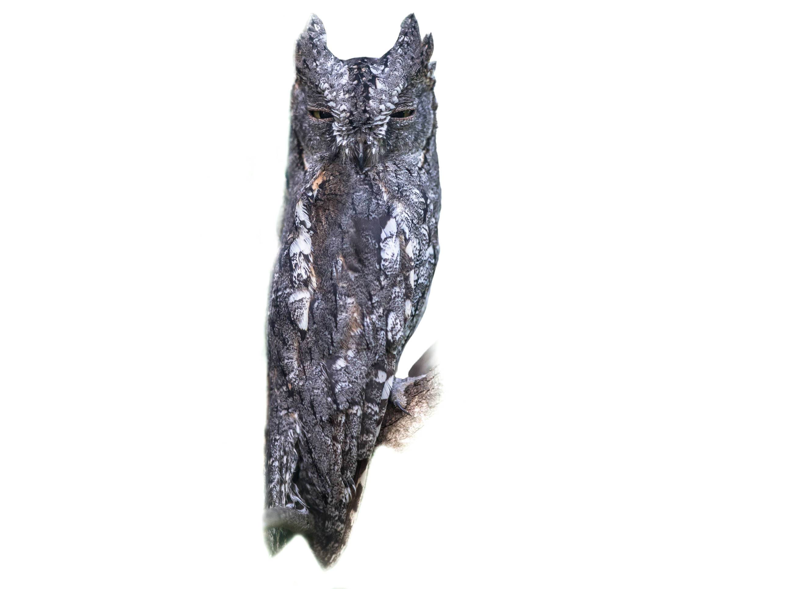 A photo of a African Scops Owl (Otus senegalensis)