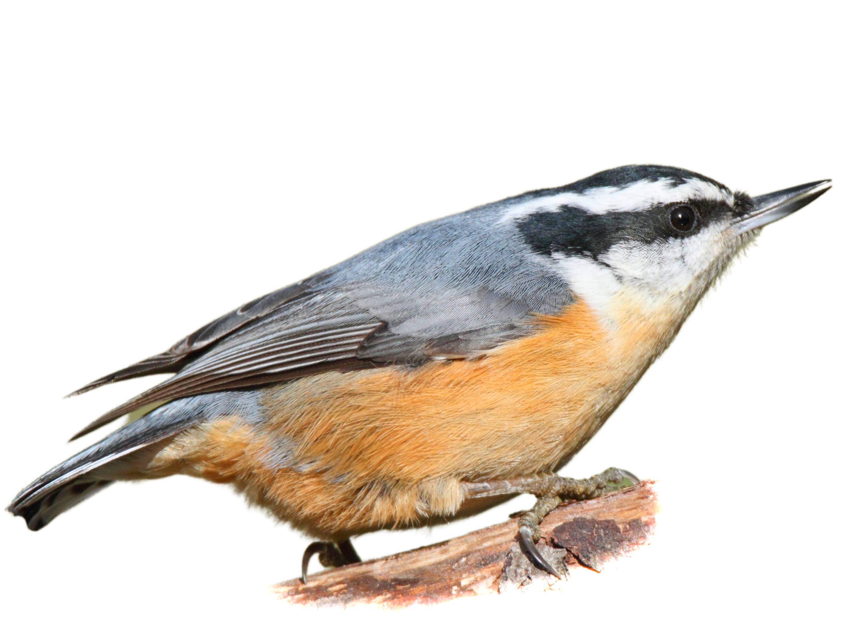 A photo of a Red-breasted Nuthatch (Sitta canadensis), male