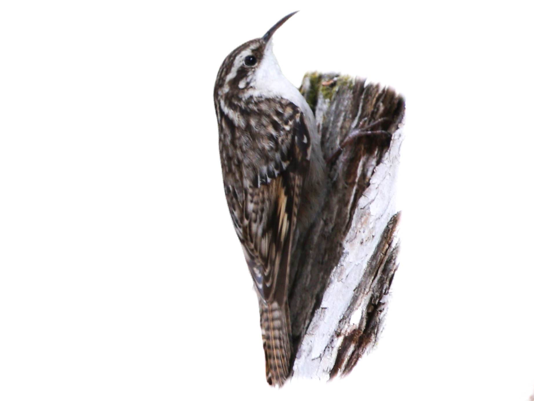 A photo of a Bar-tailed Treecreeper (Certhia himalayana)