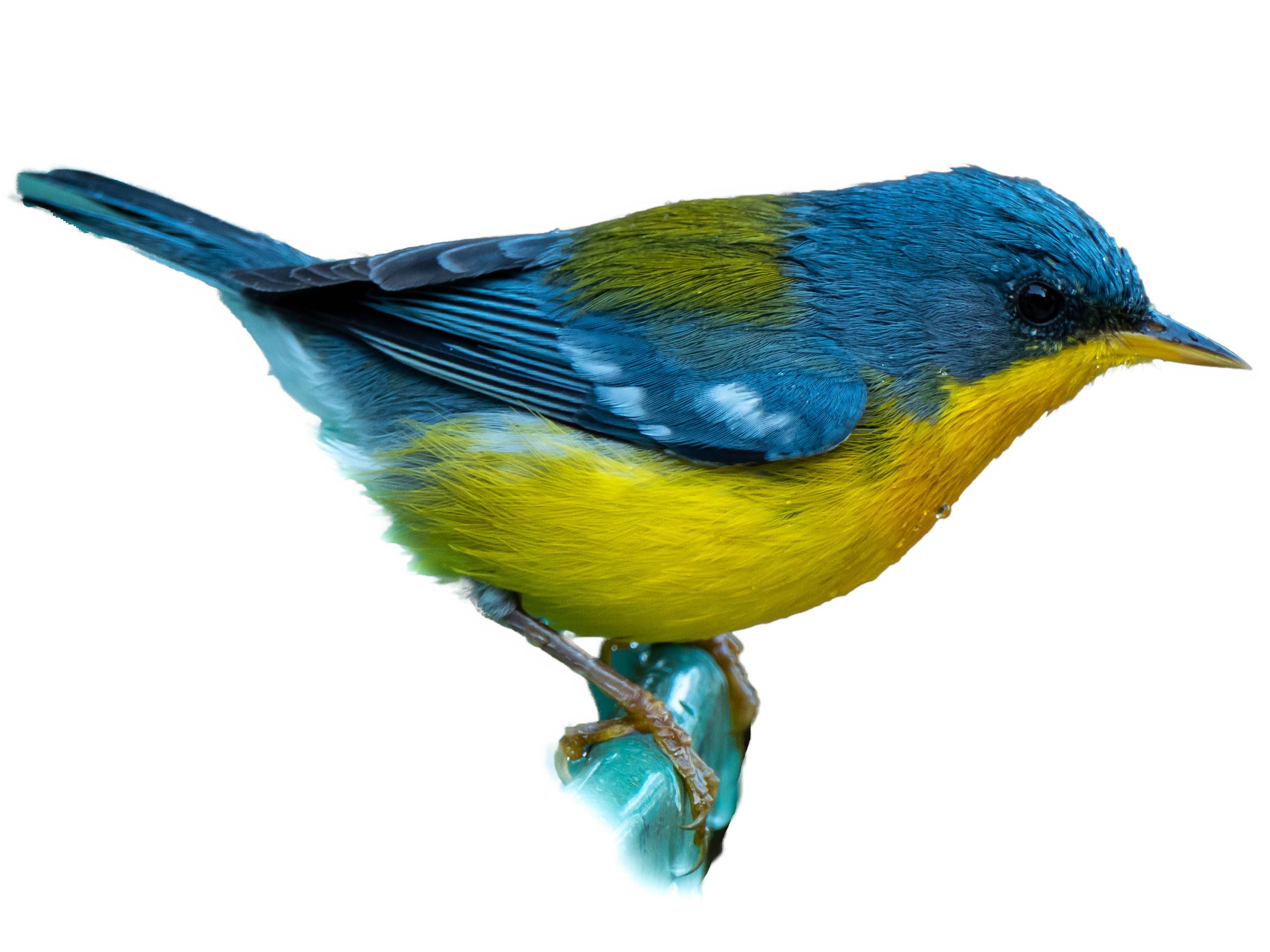 A photo of a Tropical Parula (Setophaga pitiayumi), male