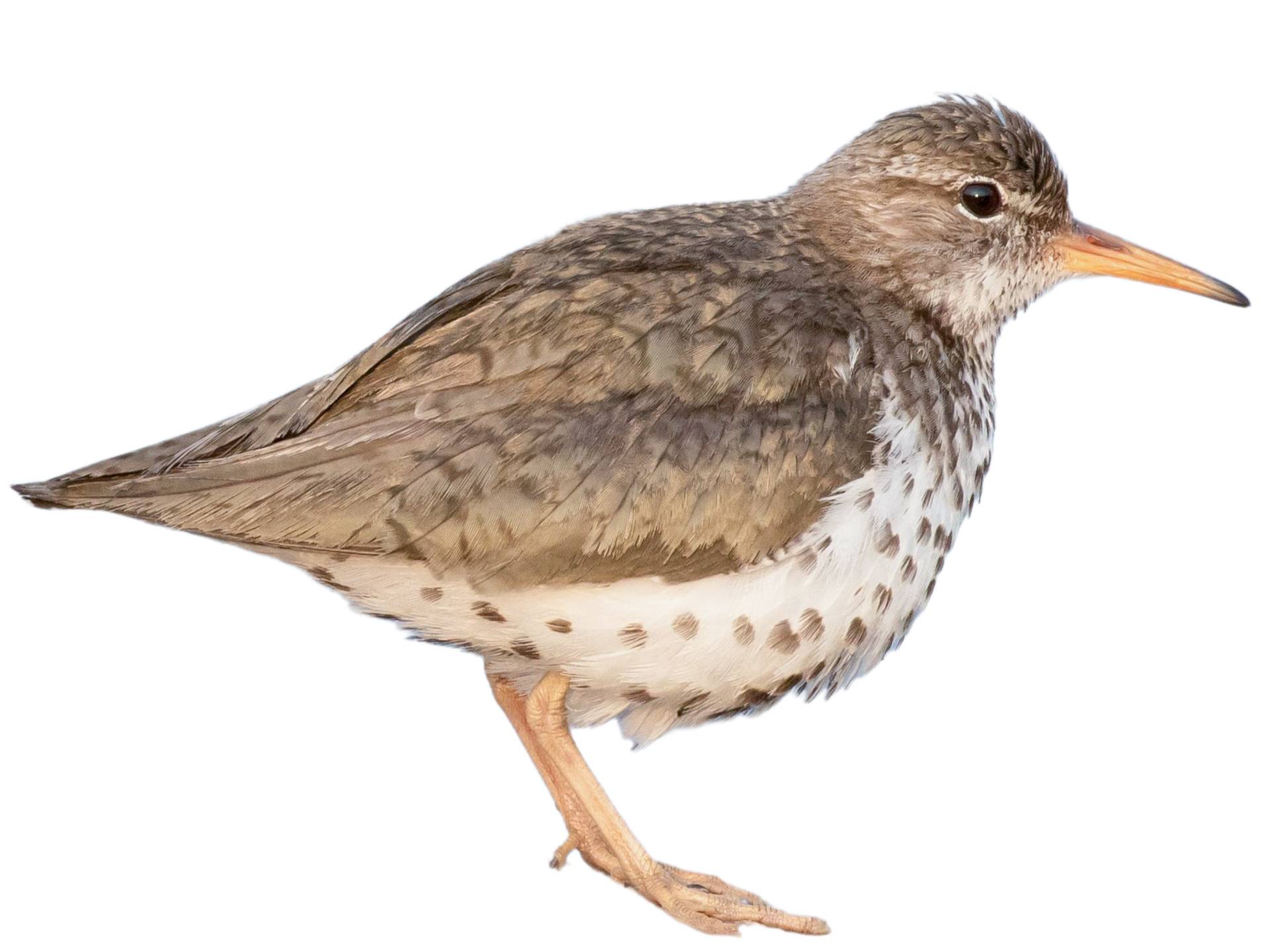 A photo of a Spotted Sandpiper (Actitis macularius)