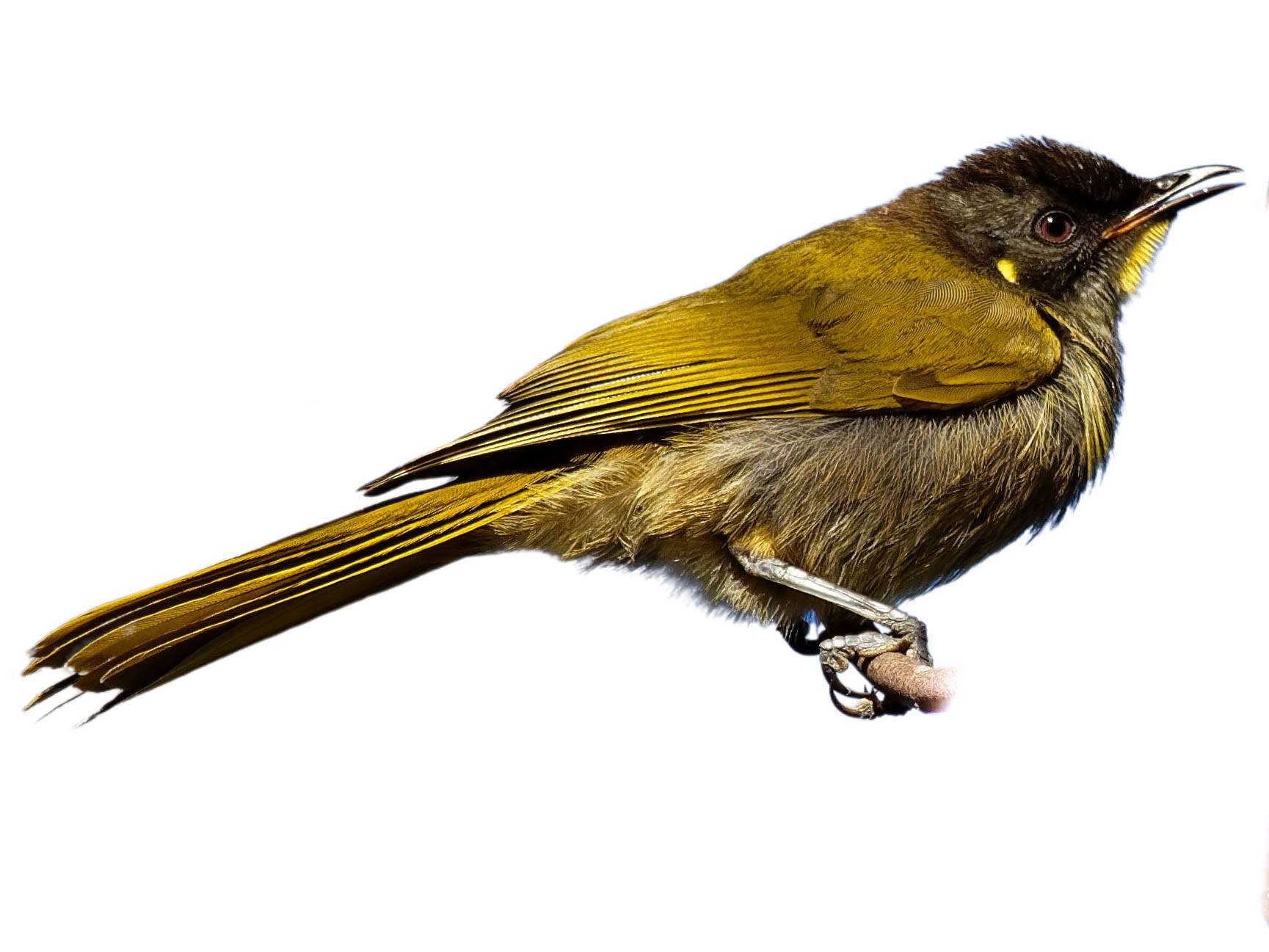 A photo of a Yellow-throated Honeyeater (Nesoptilotis flavicollis)