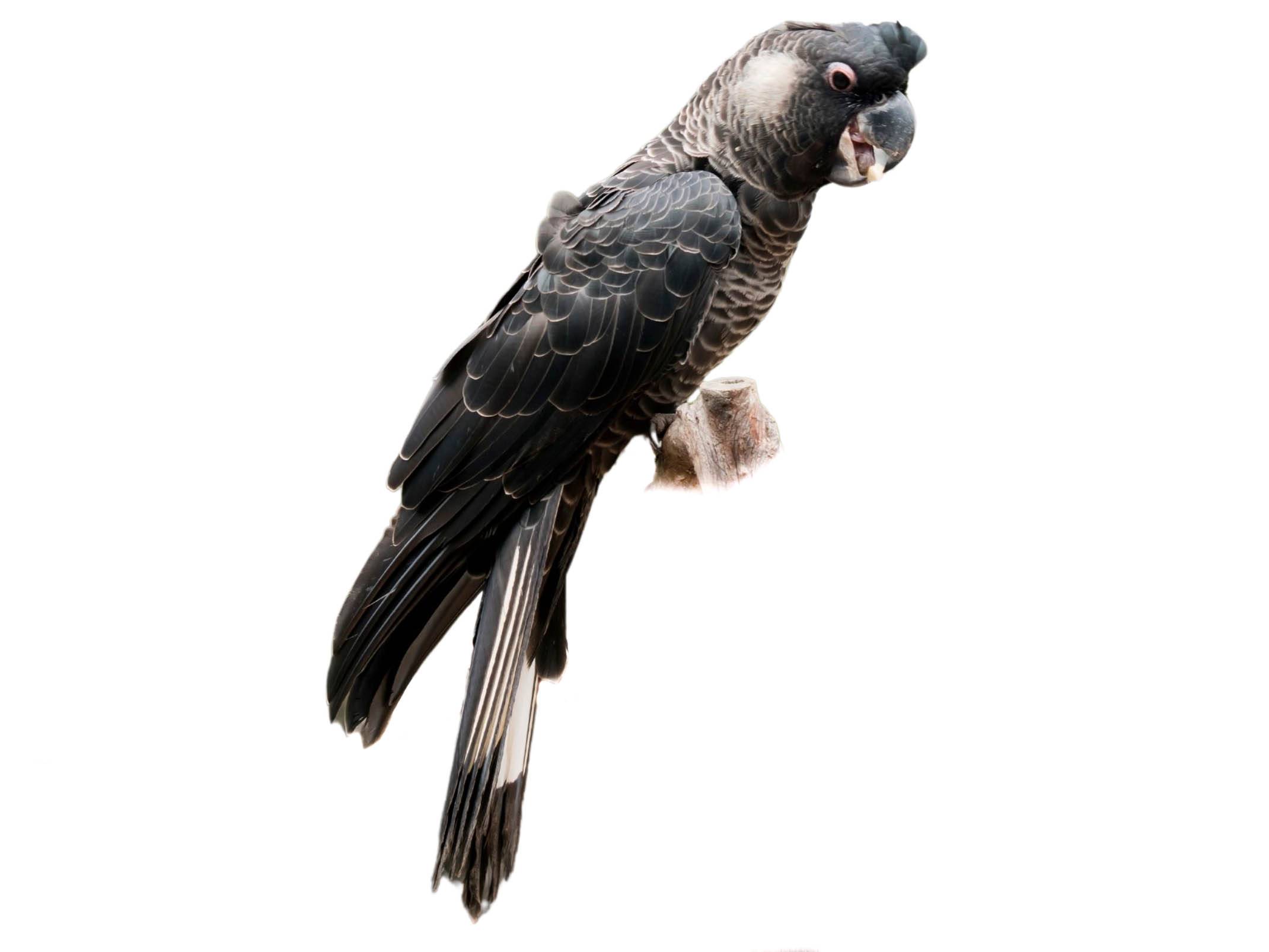 A photo of a Carnaby's Black Cockatoo (Zanda latirostris)