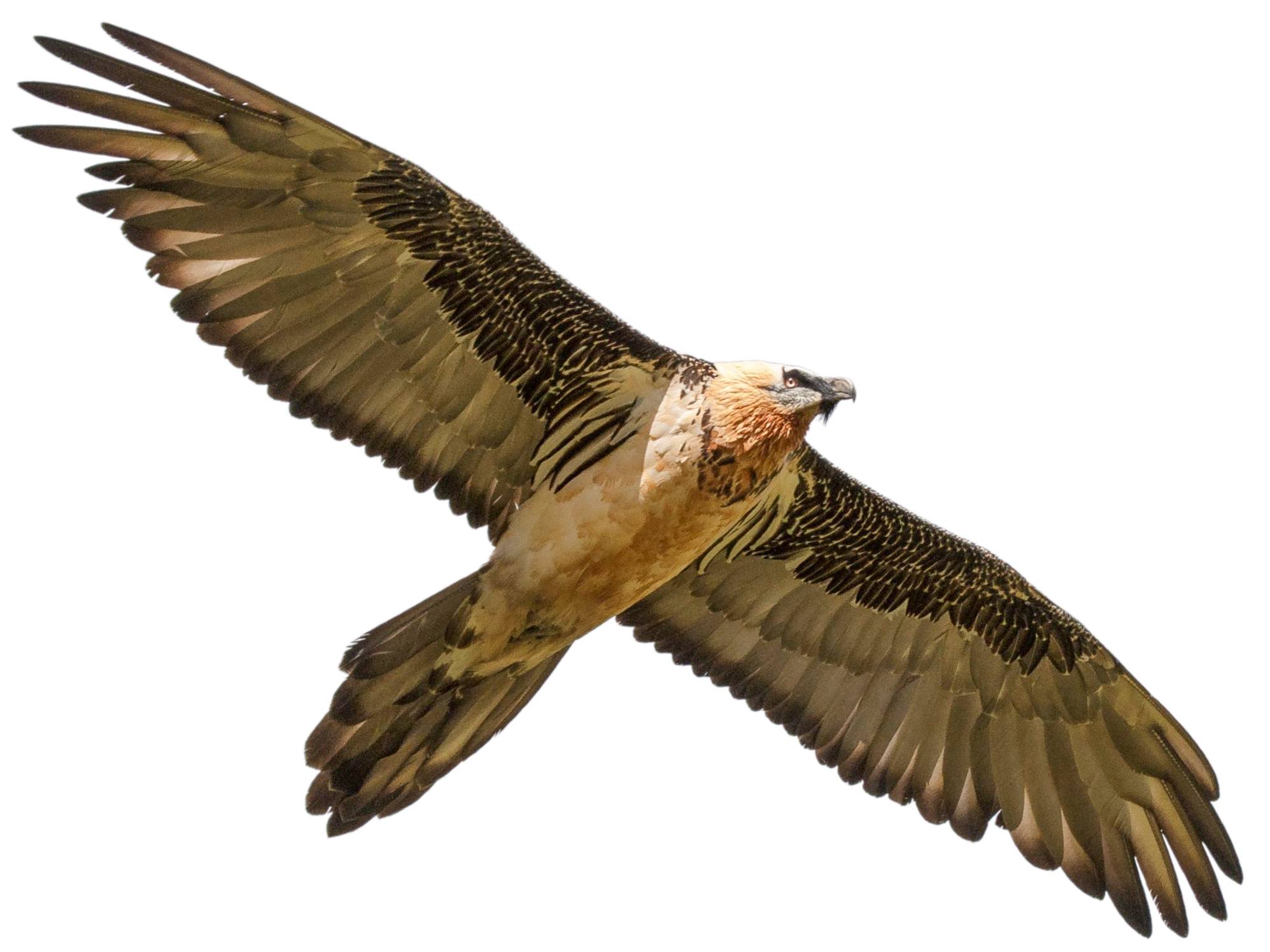 A photo of a Bearded Vulture (Gypaetus barbatus)