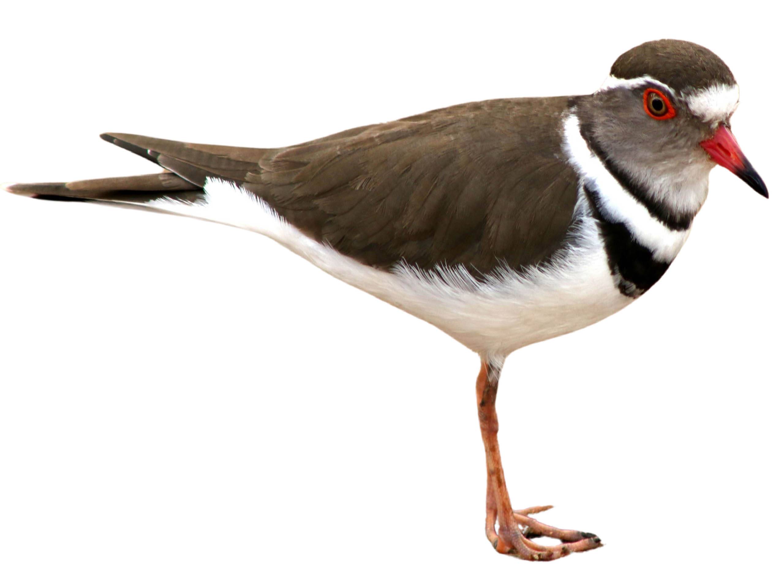 A photo of a Three-banded Plover (Charadrius tricollaris)