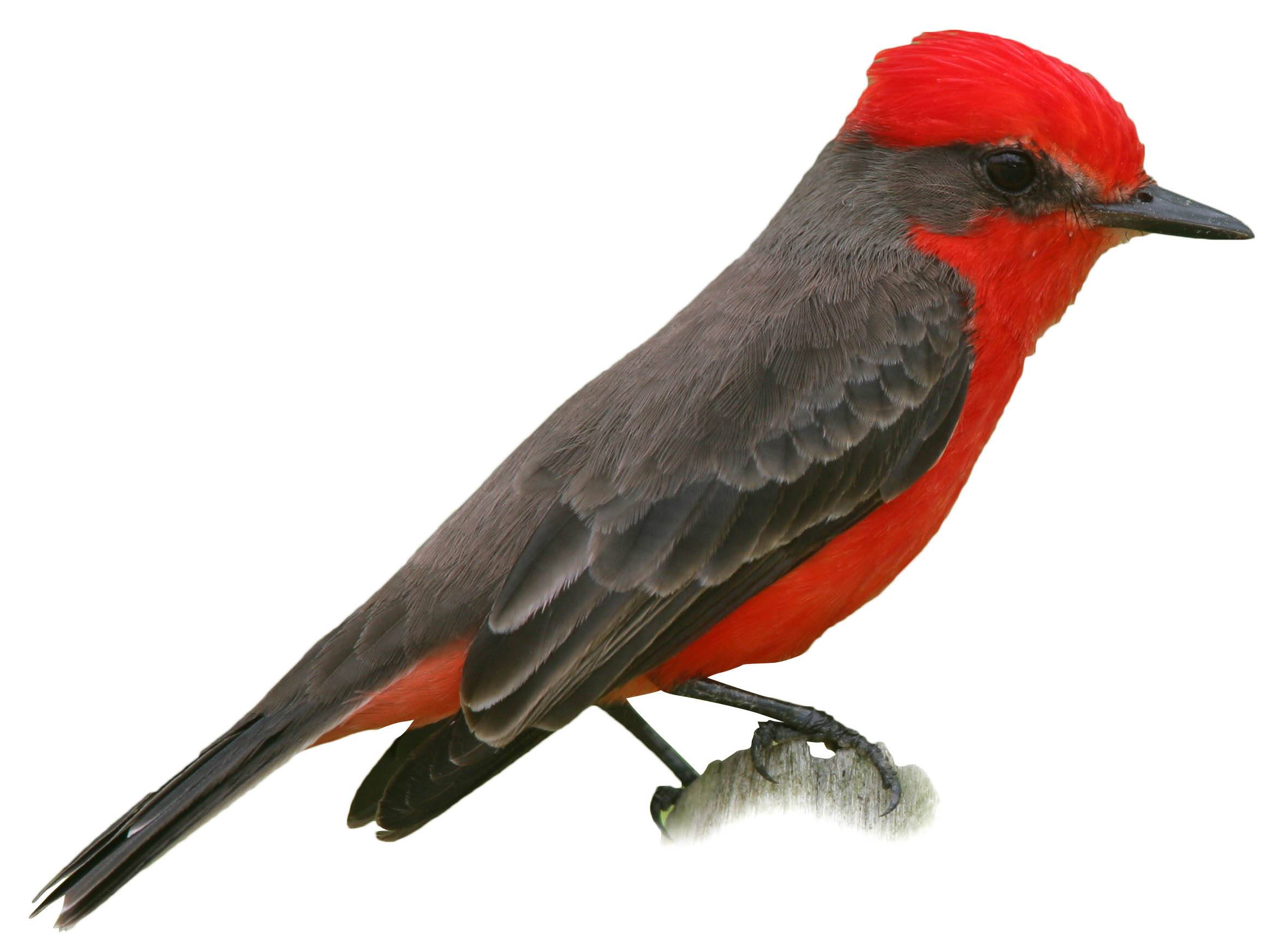 A photo of a Vermilion Flycatcher (Pyrocephalus obscurus), male