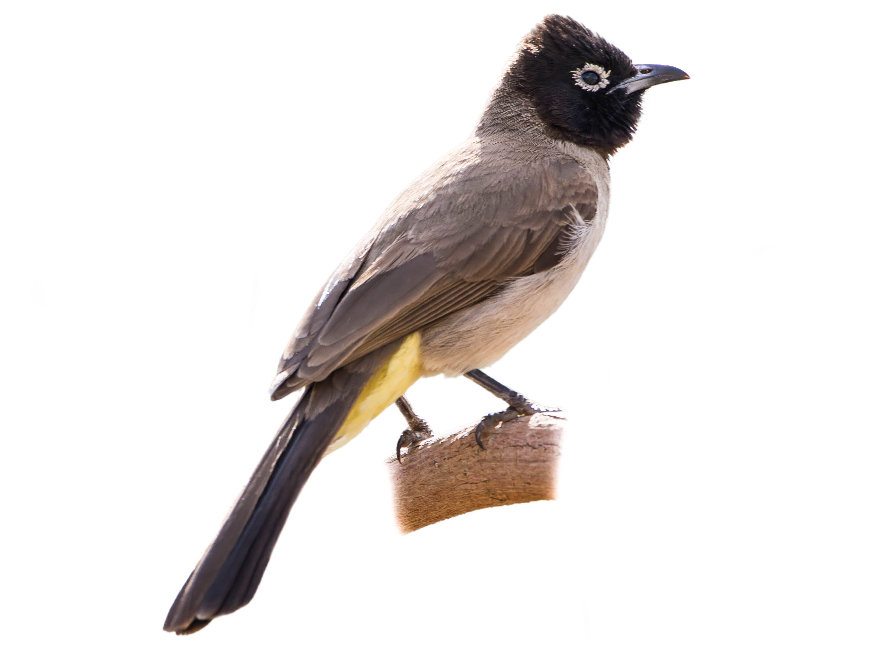 A photo of a White-spectacled Bulbul (Pycnonotus xanthopygos)