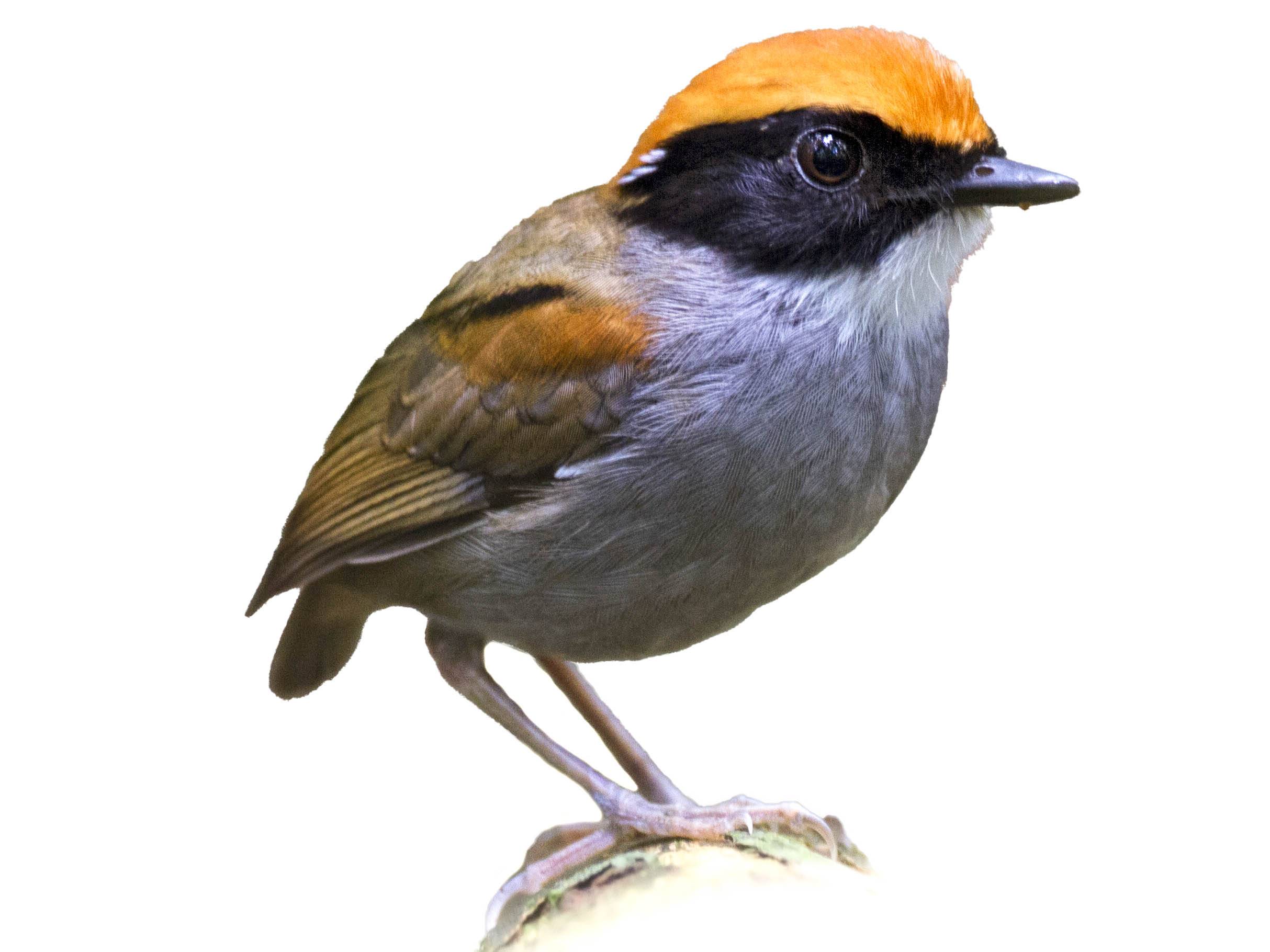 A photo of a Black-cheeked Gnateater (Conopophaga melanops), male