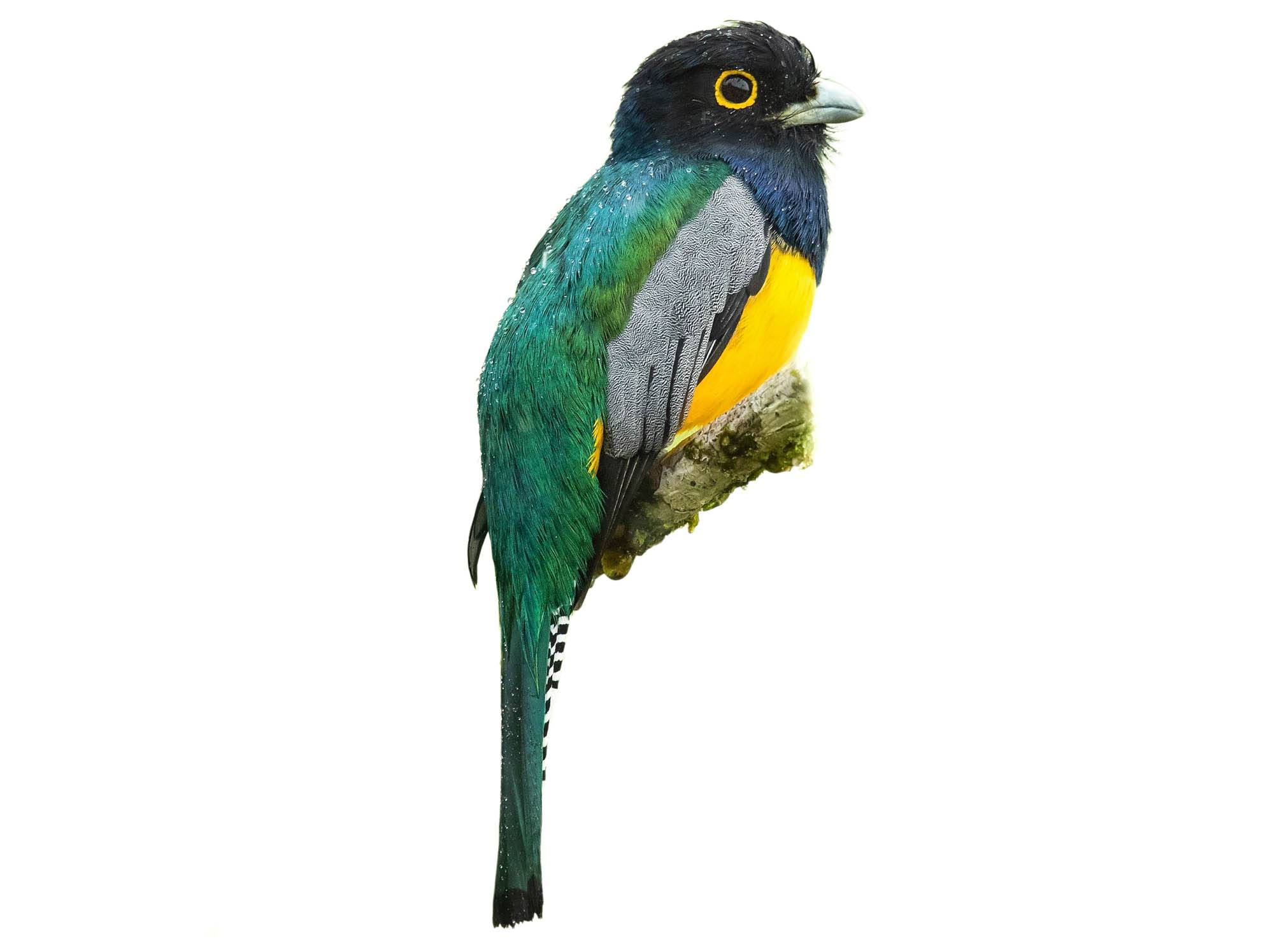 A photo of a Amazonian Trogon (Trogon ramonianus), male