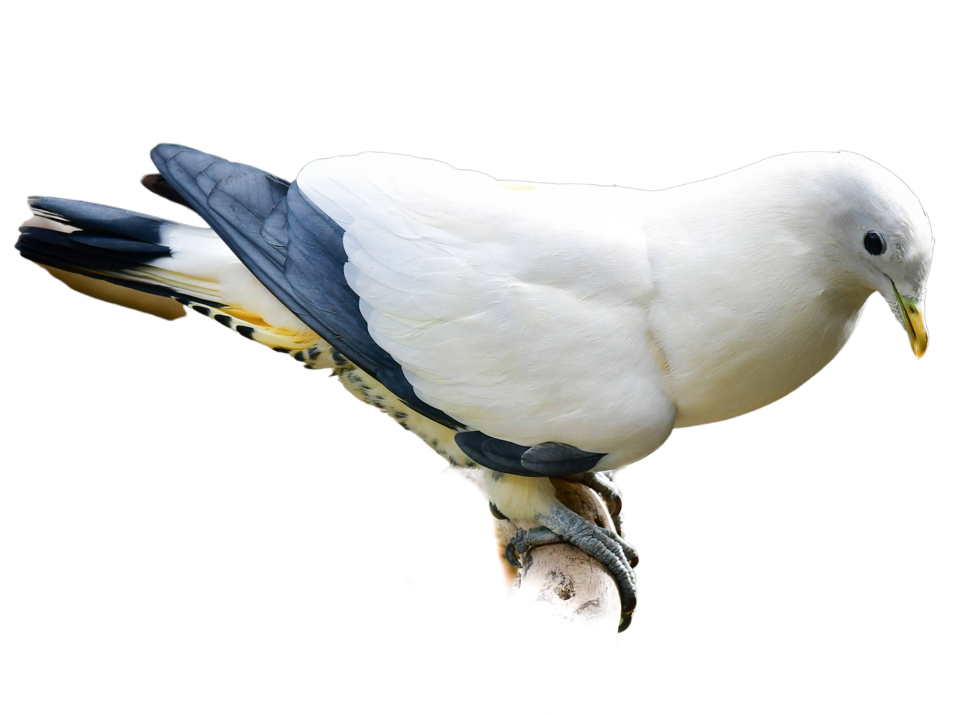 A photo of a Torresian Imperial Pigeon (Ducula spilorrhoa)