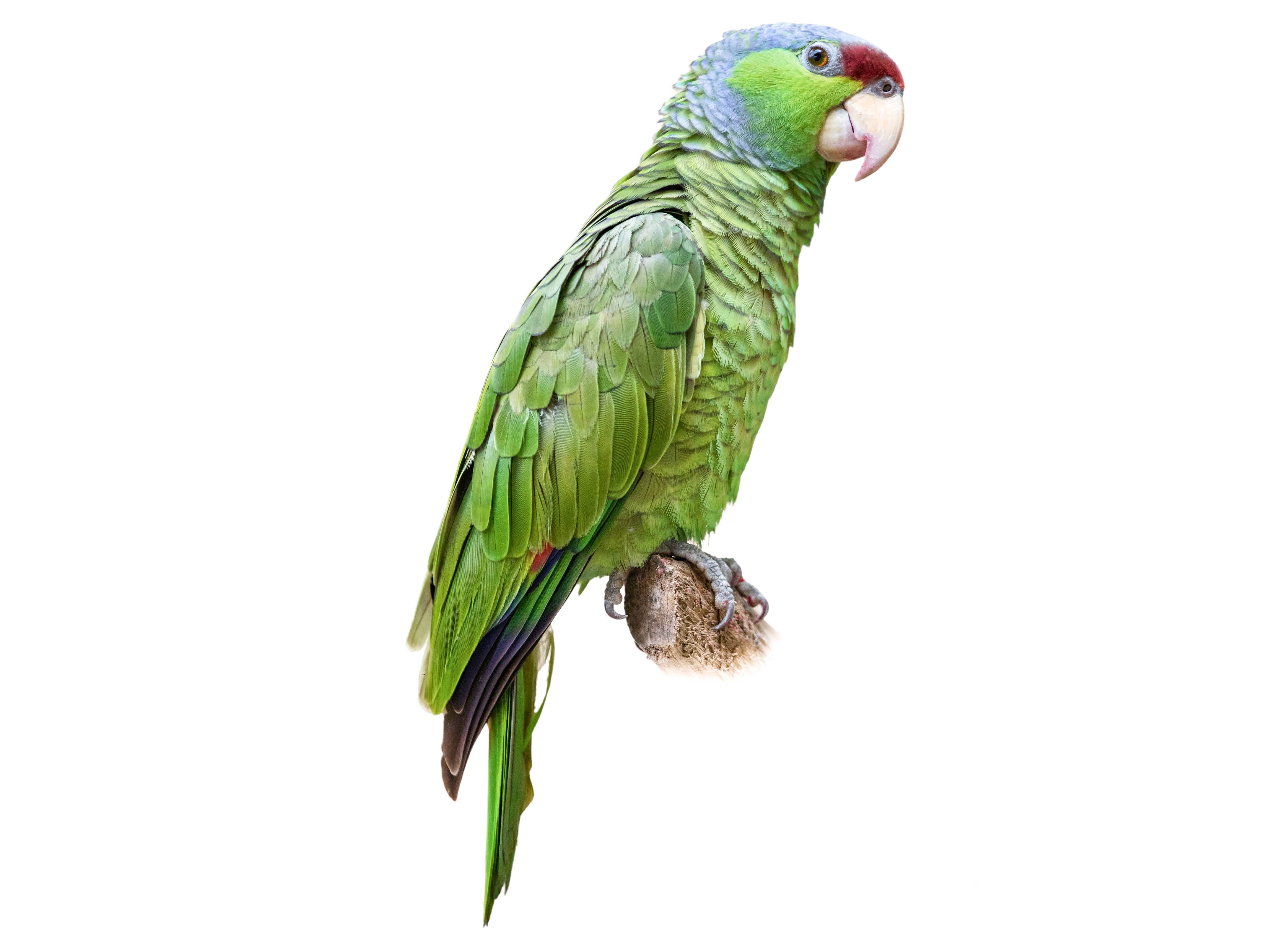 A photo of a Lilac-crowned Amazon (Amazona finschi)