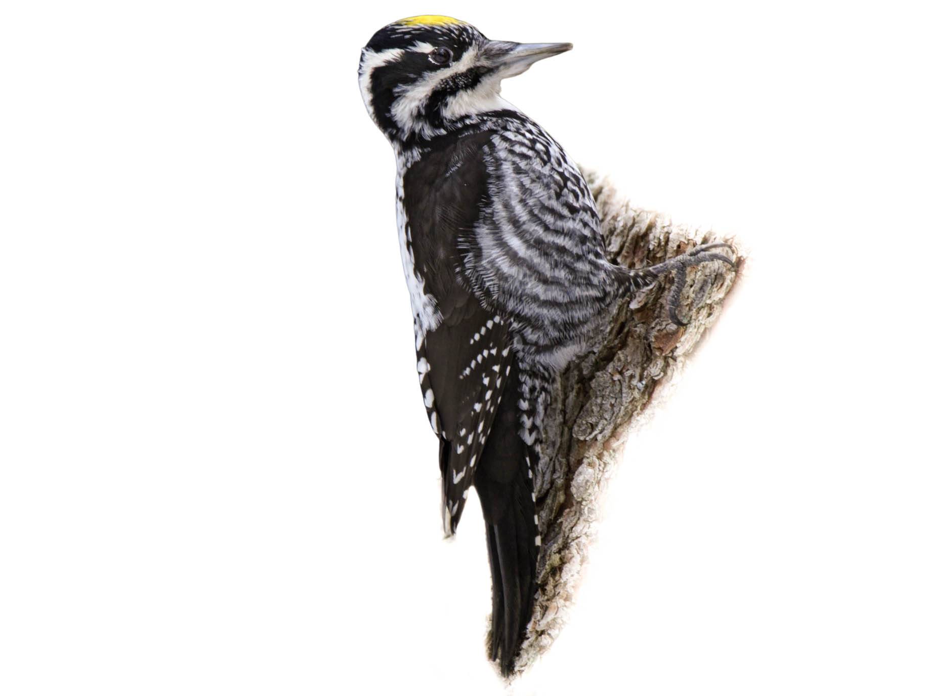 A photo of a Eurasian Three-toed Woodpecker (Picoides tridactylus), male