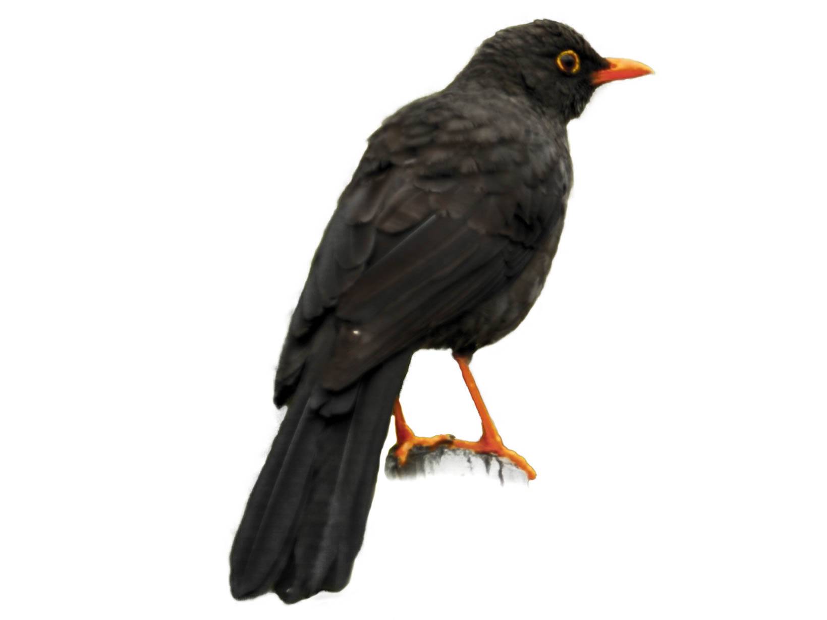 A photo of a Glossy-black Thrush (Turdus serranus), male