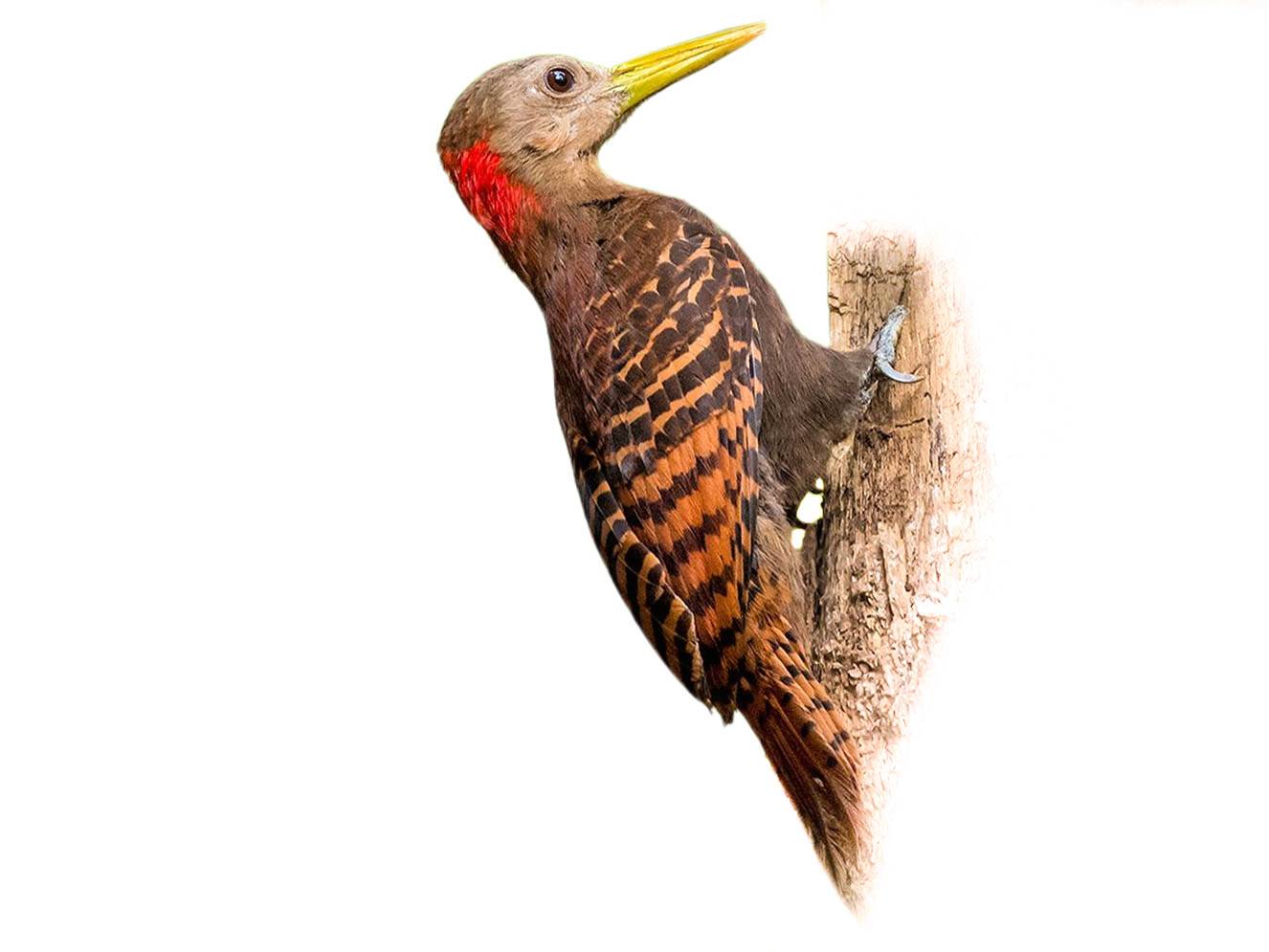 A photo of a Bay Woodpecker (Blythipicus pyrrhotis), male