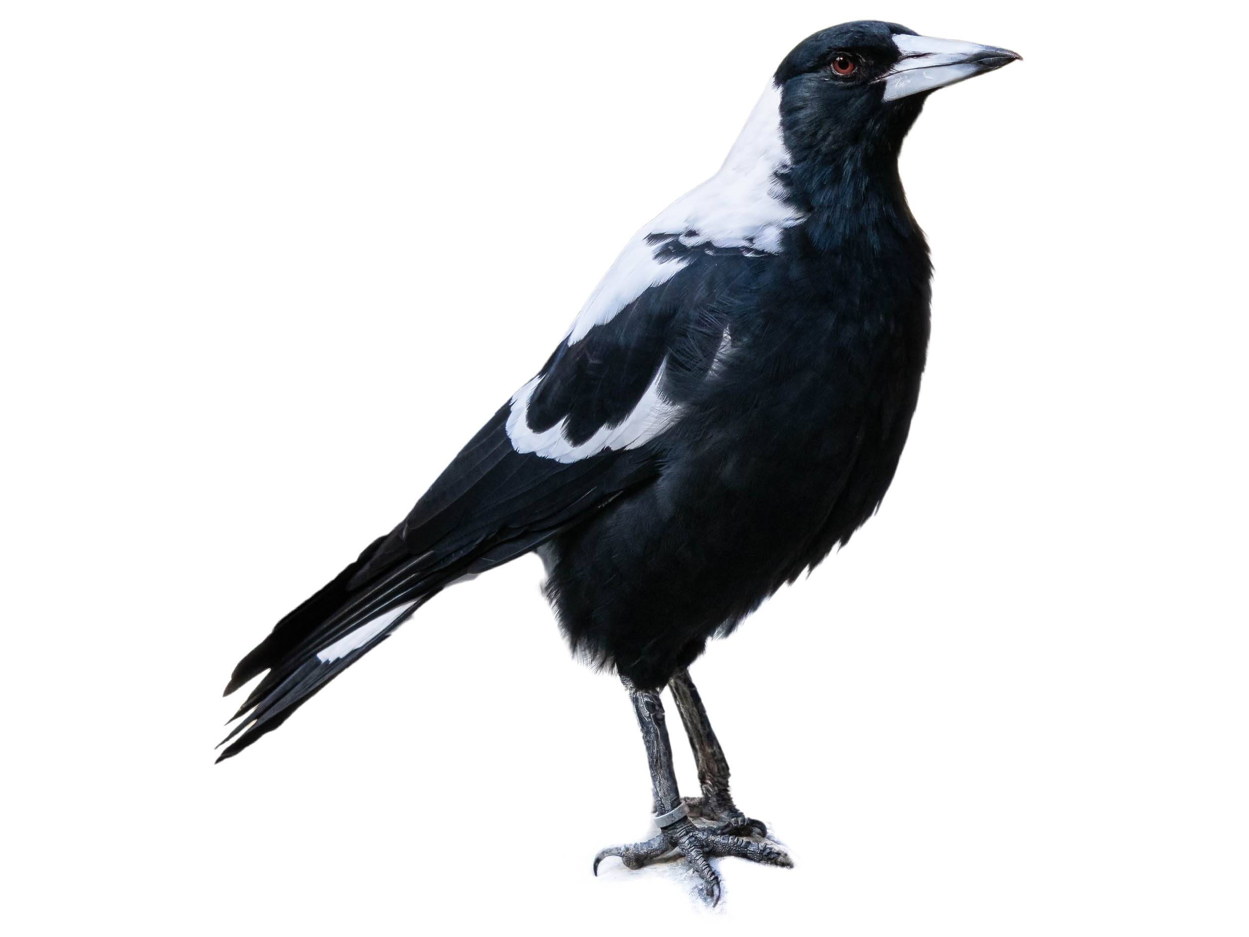 A photo of a Australian Magpie (Gymnorhina tibicen)