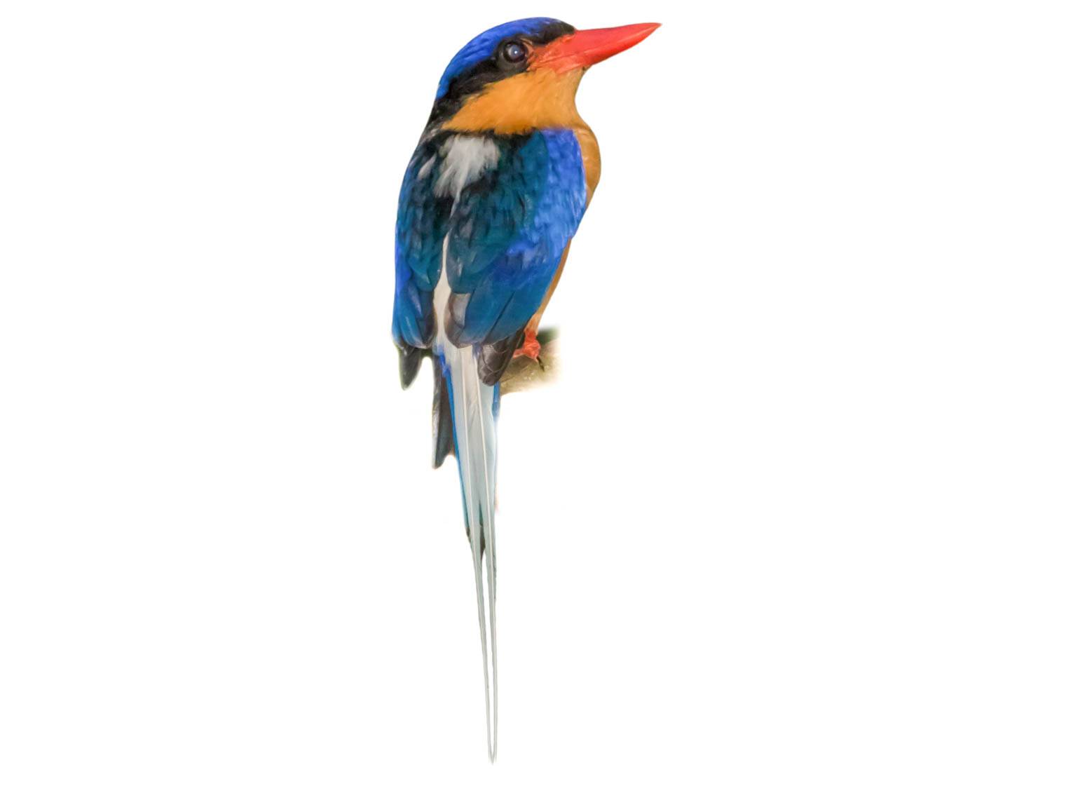 A photo of a Buff-breasted Paradise Kingfisher (Tanysiptera sylvia)