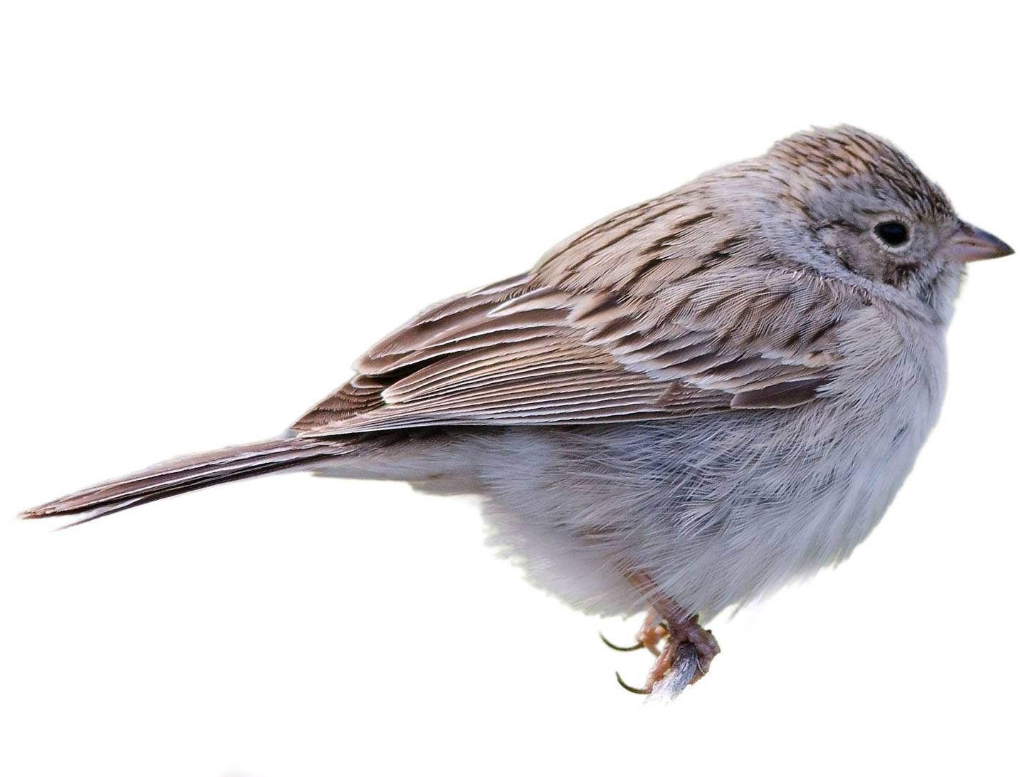 A photo of a Brewer's Sparrow (Spizella breweri)