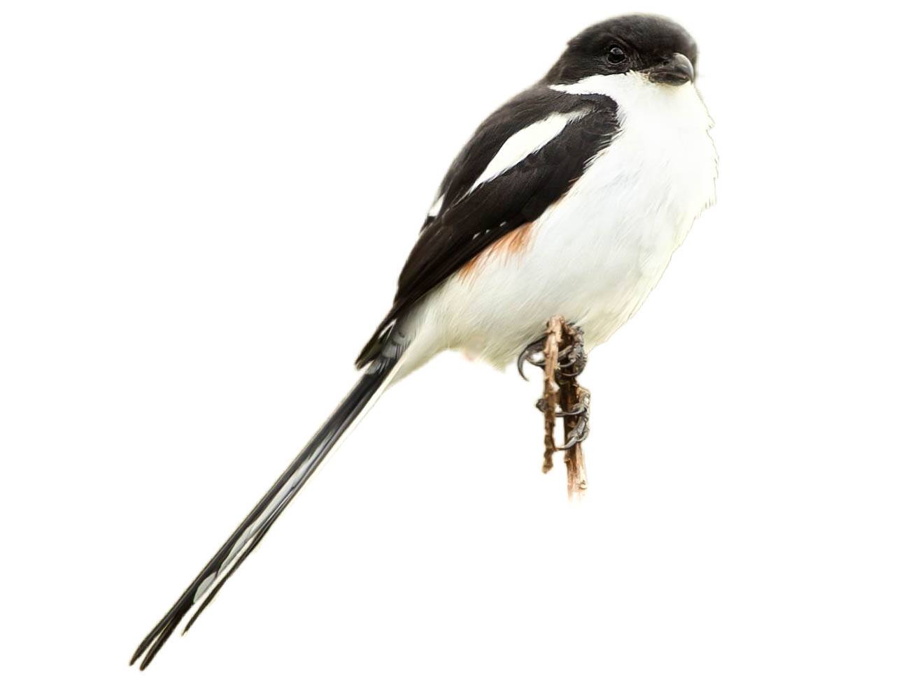 A photo of a Northern Fiscal (Lanius humeralis)