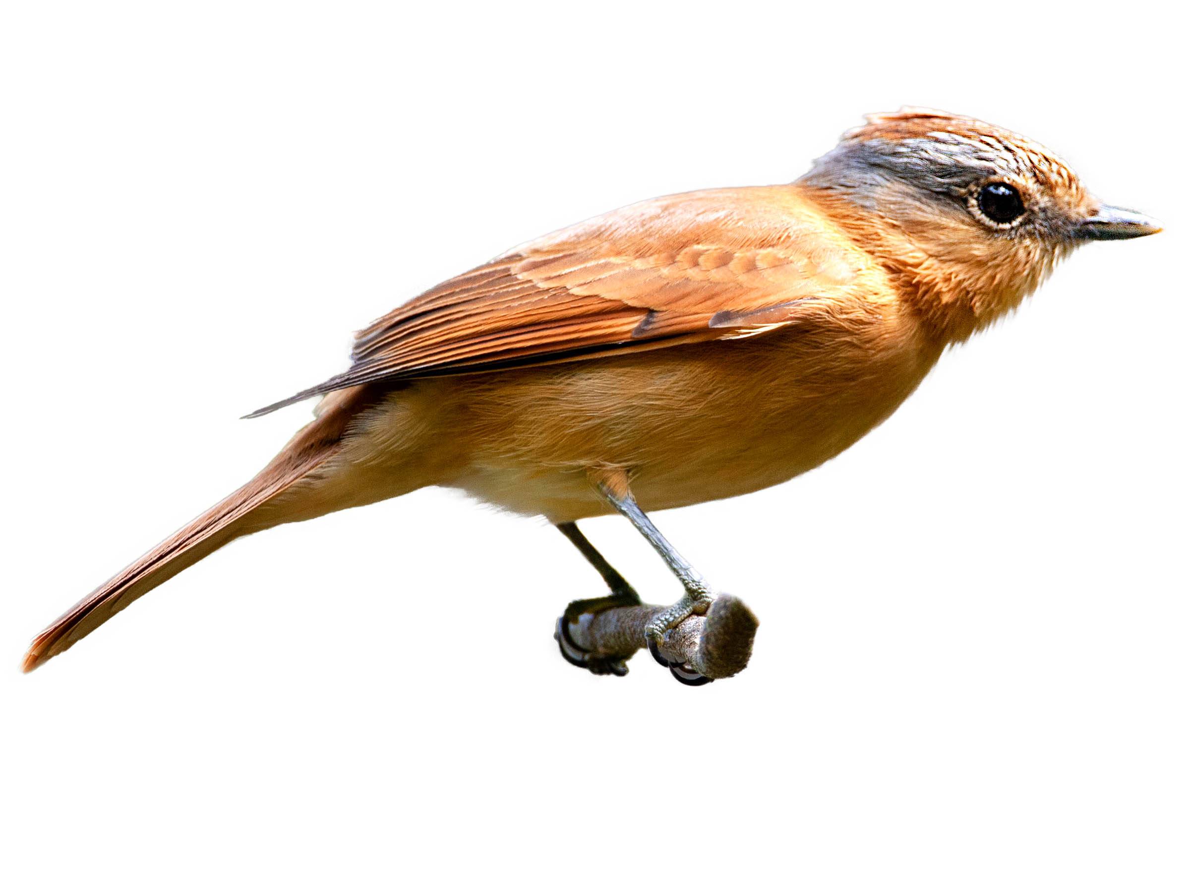 A photo of a Chestnut-crowned Becard (Pachyramphus castaneus)