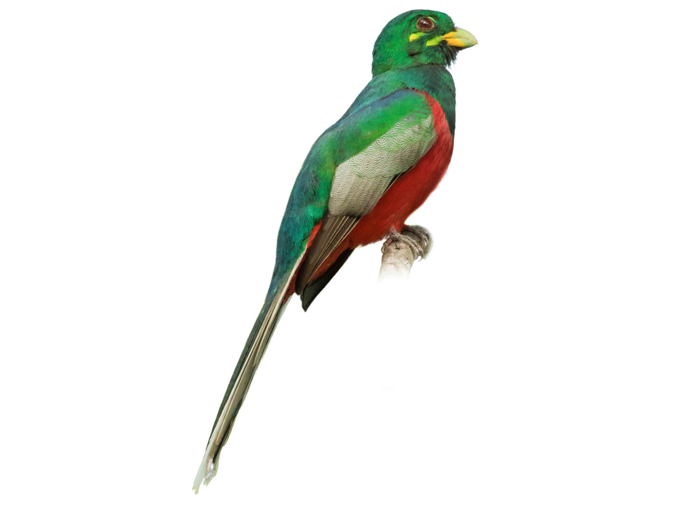 A photo of a Narina Trogon (Apaloderma narina), male