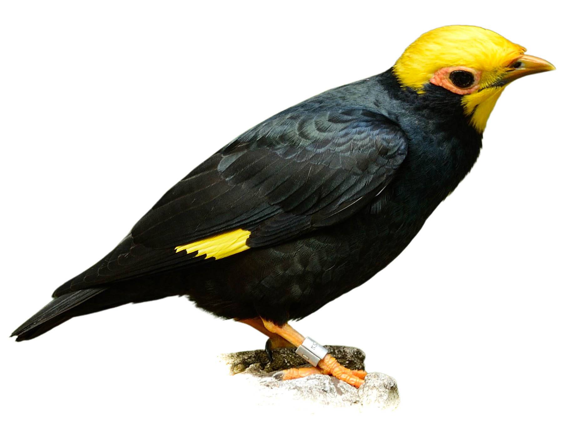 A photo of a Golden-crested Myna (Ampeliceps coronatus), male