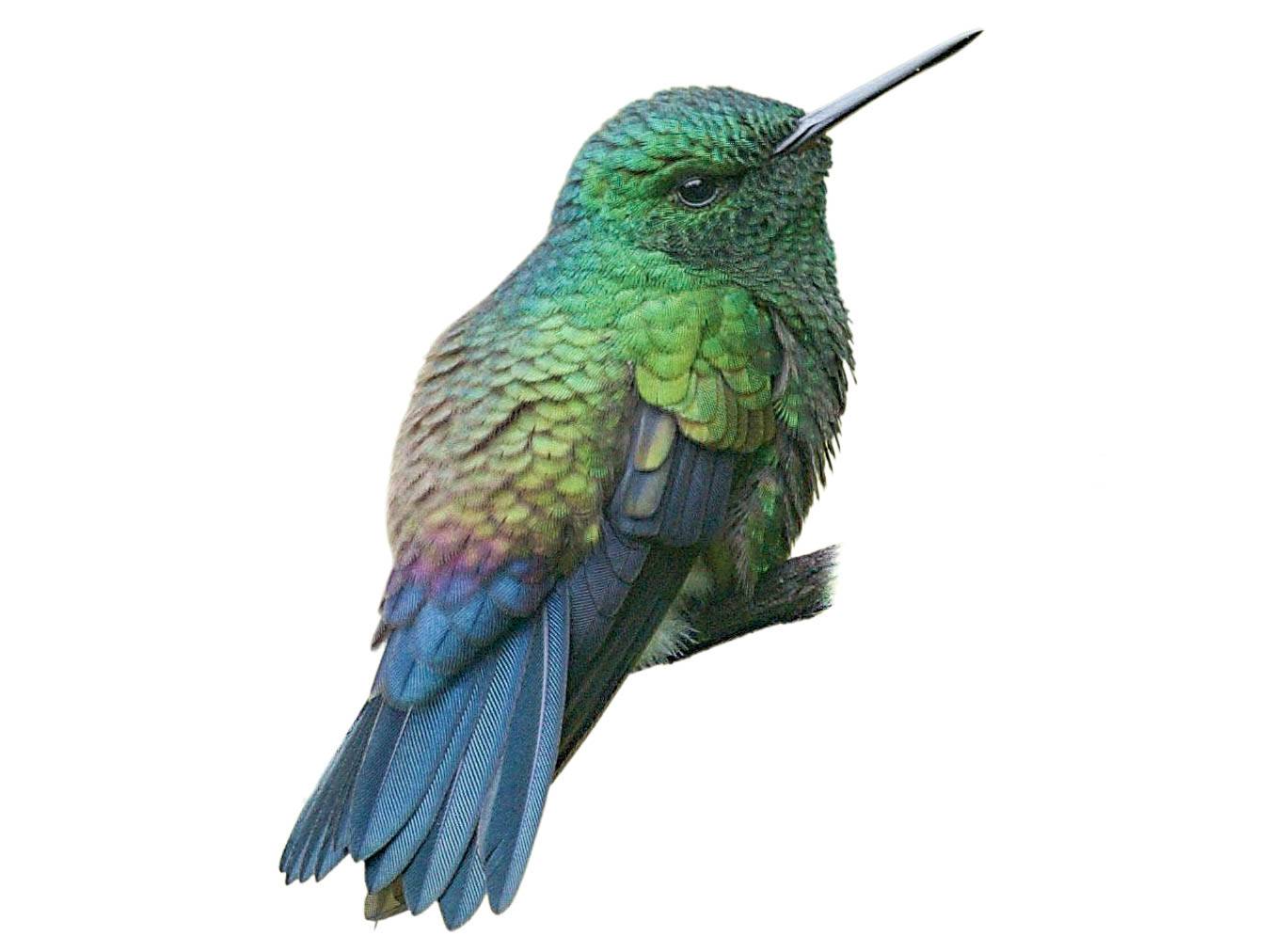 A photo of a Steely-vented Hummingbird (Saucerottia saucerottei)