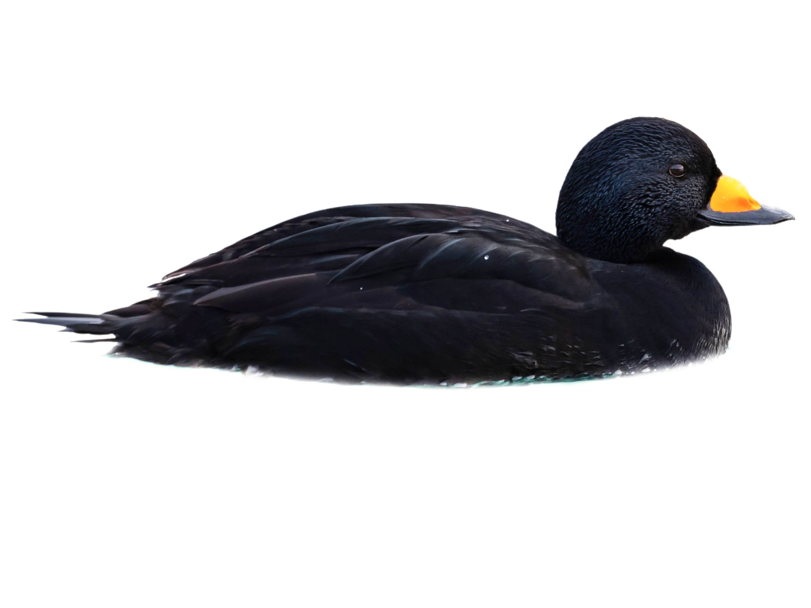 A photo of a Black Scoter (Melanitta americana), male