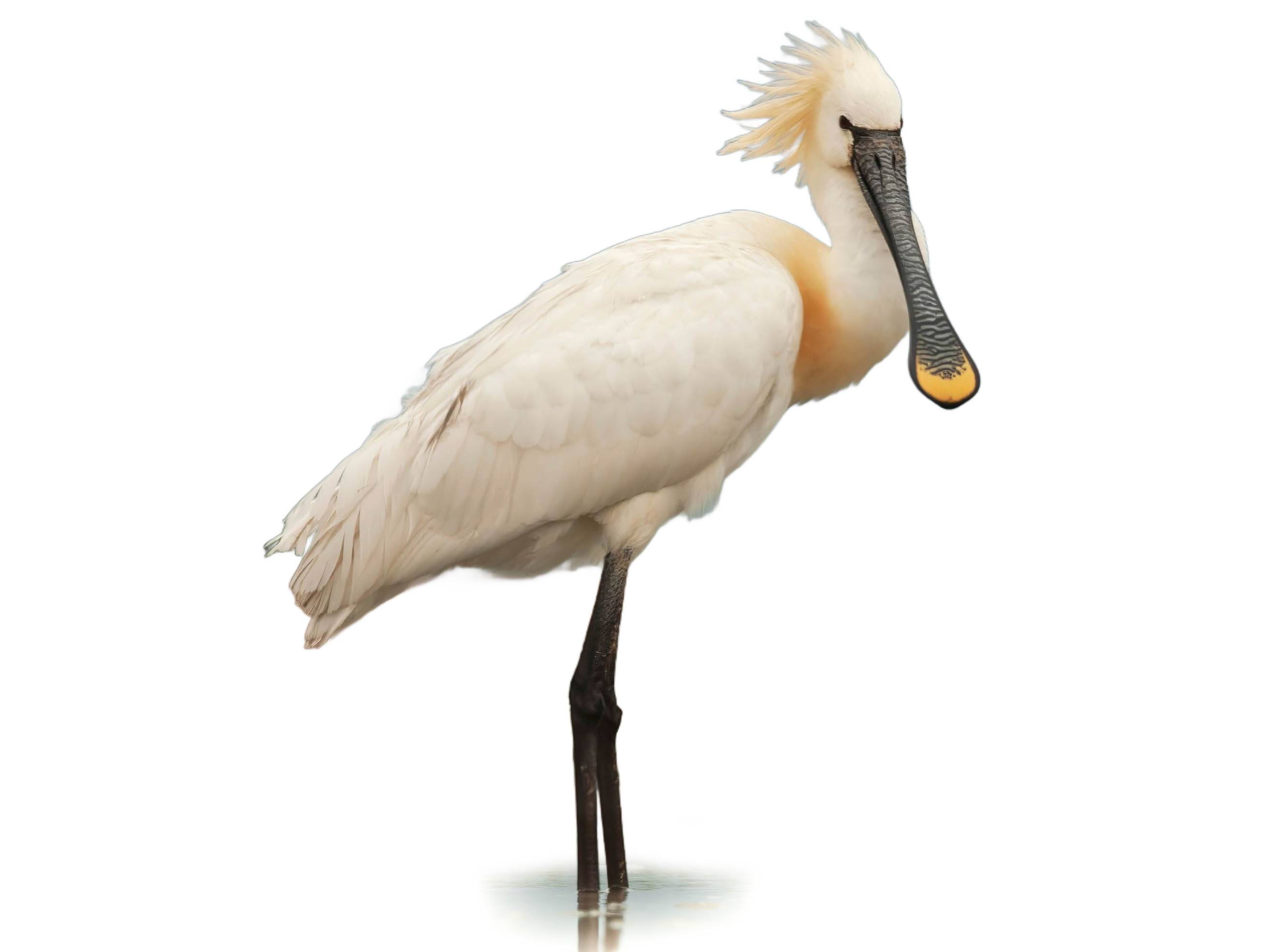 A photo of a Eurasian Spoonbill (Platalea leucorodia)