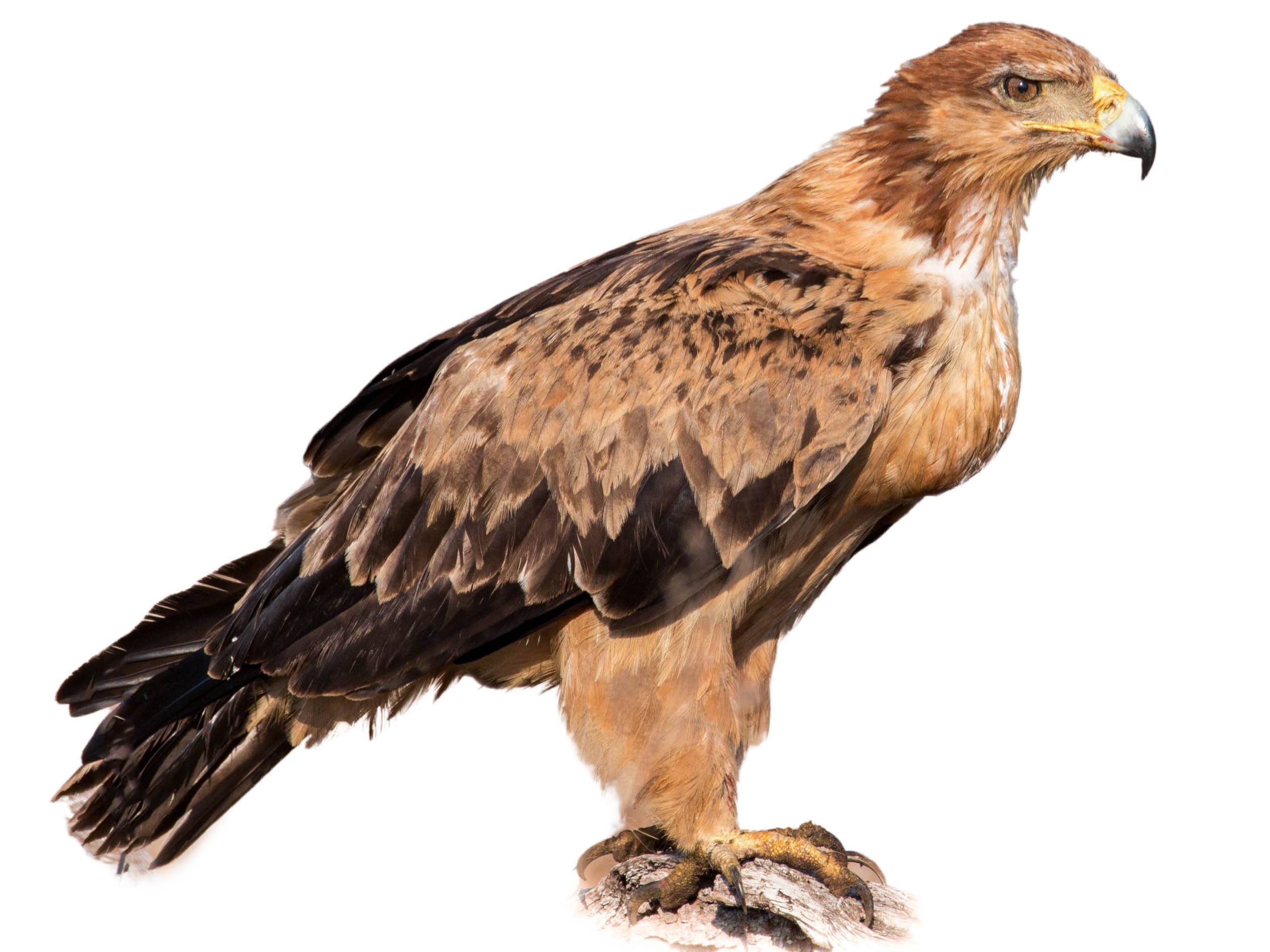 A photo of a Tawny Eagle (Aquila rapax)