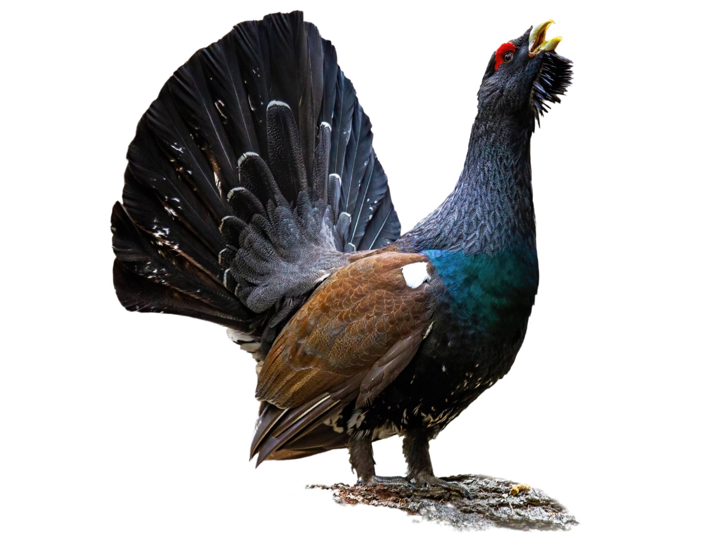 A photo of a Western Capercaillie (Tetrao urogallus), male