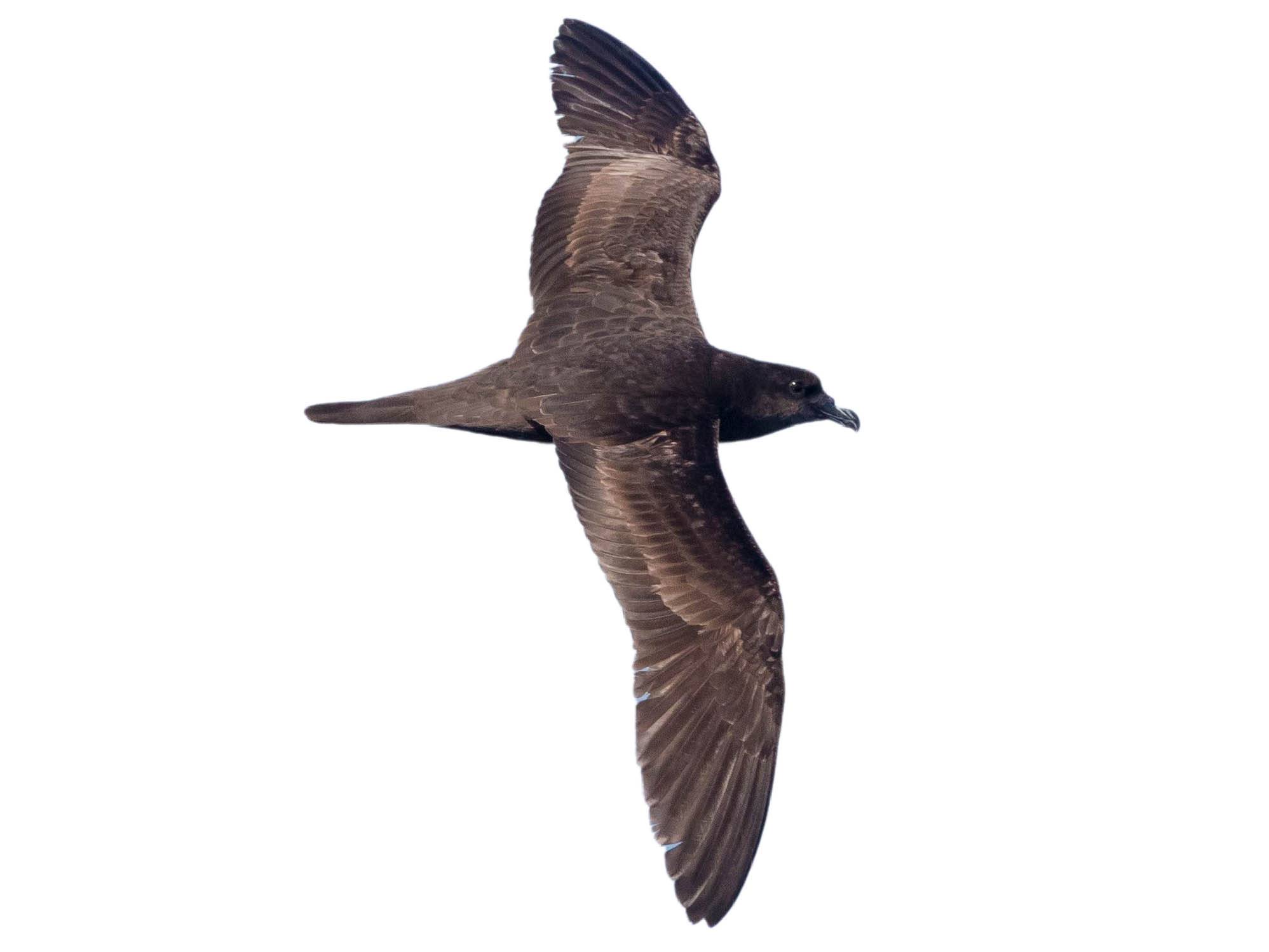 A photo of a Jouanin's Petrel (Bulweria fallax)