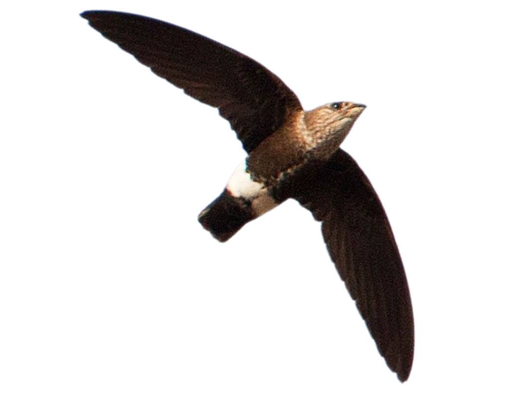 A photo of a Mottled Spinetail (Telacanthura ussheri)