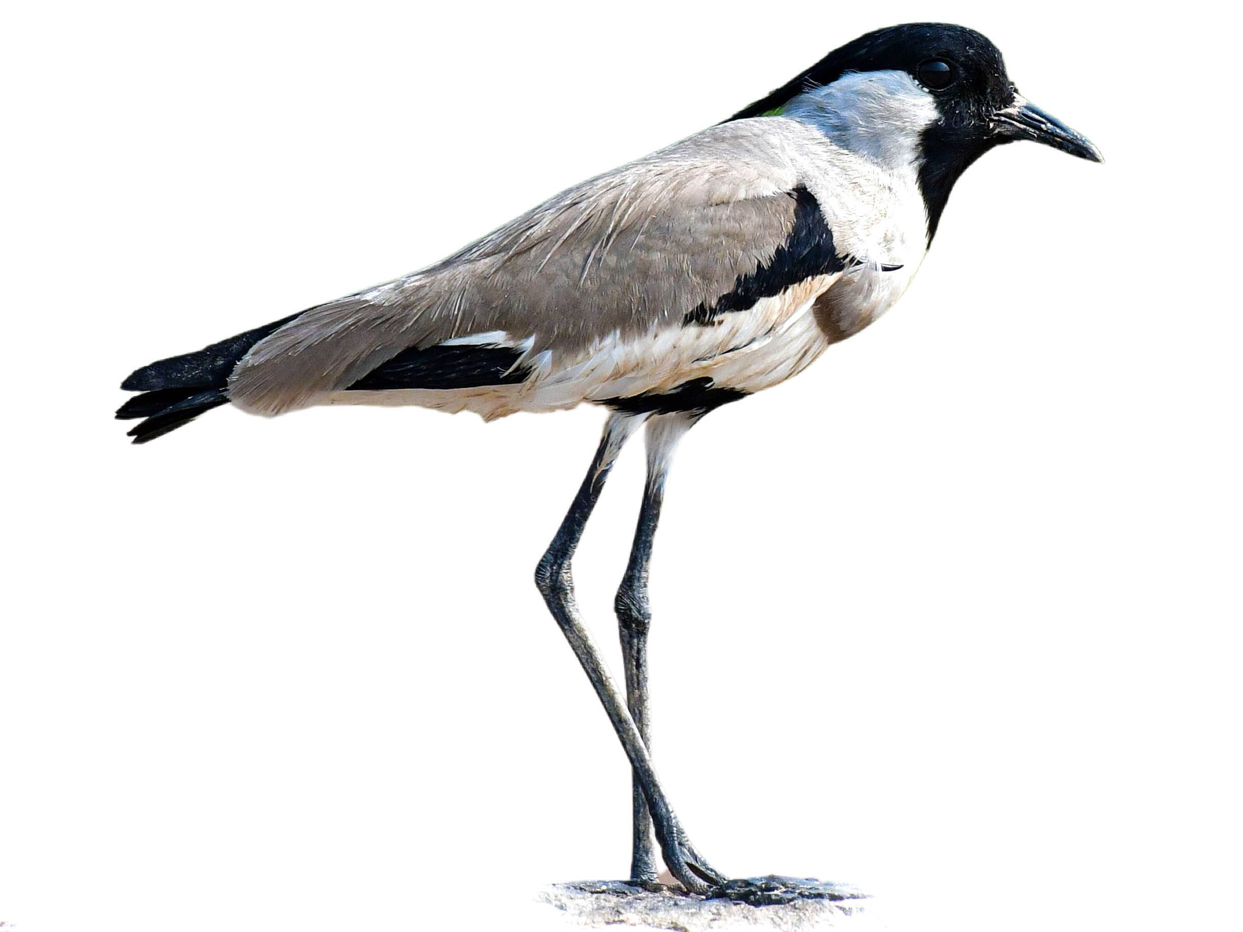 A photo of a River Lapwing (Vanellus duvaucelii)
