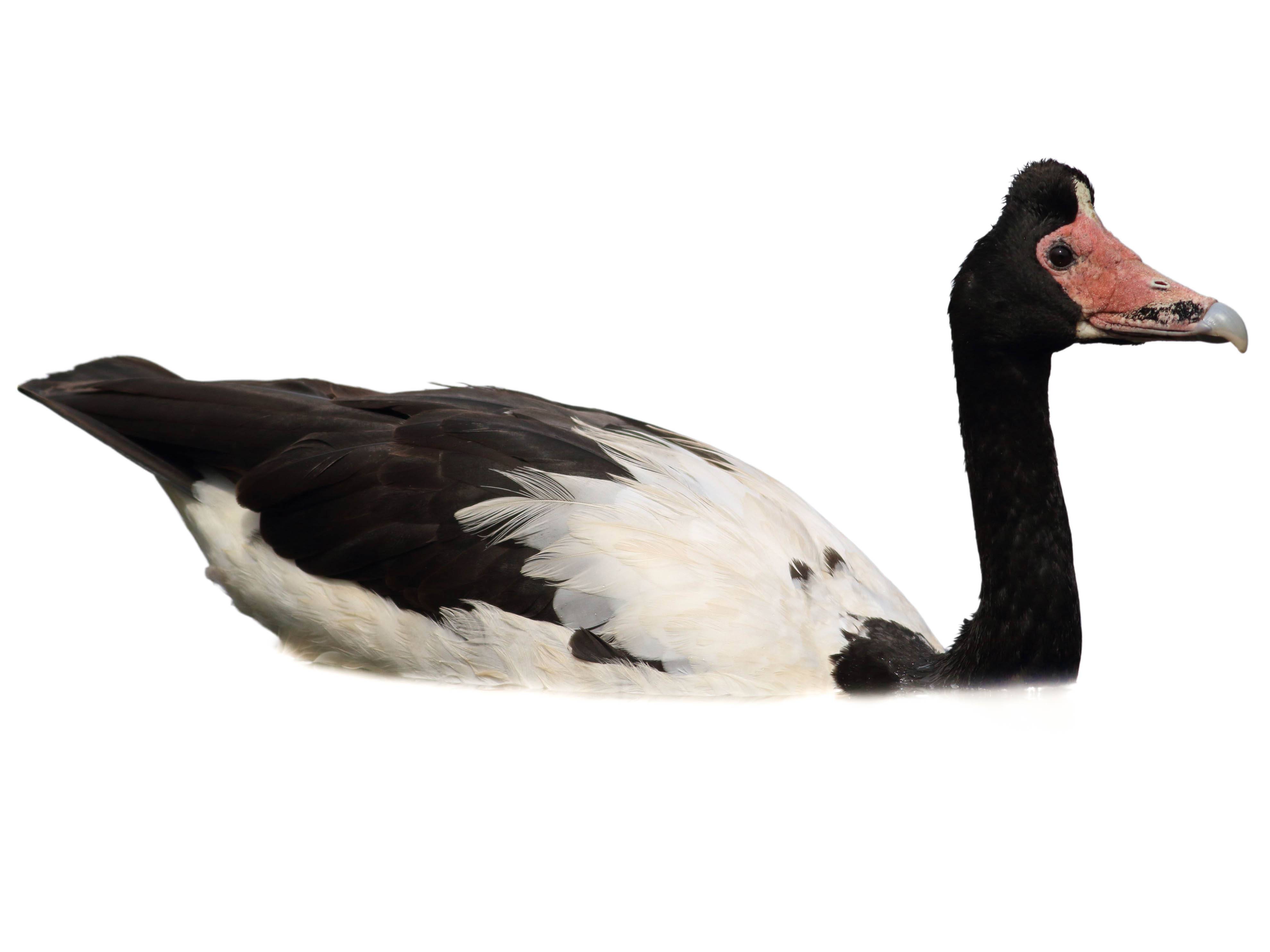 A photo of a Magpie Goose (Anseranas semipalmata)