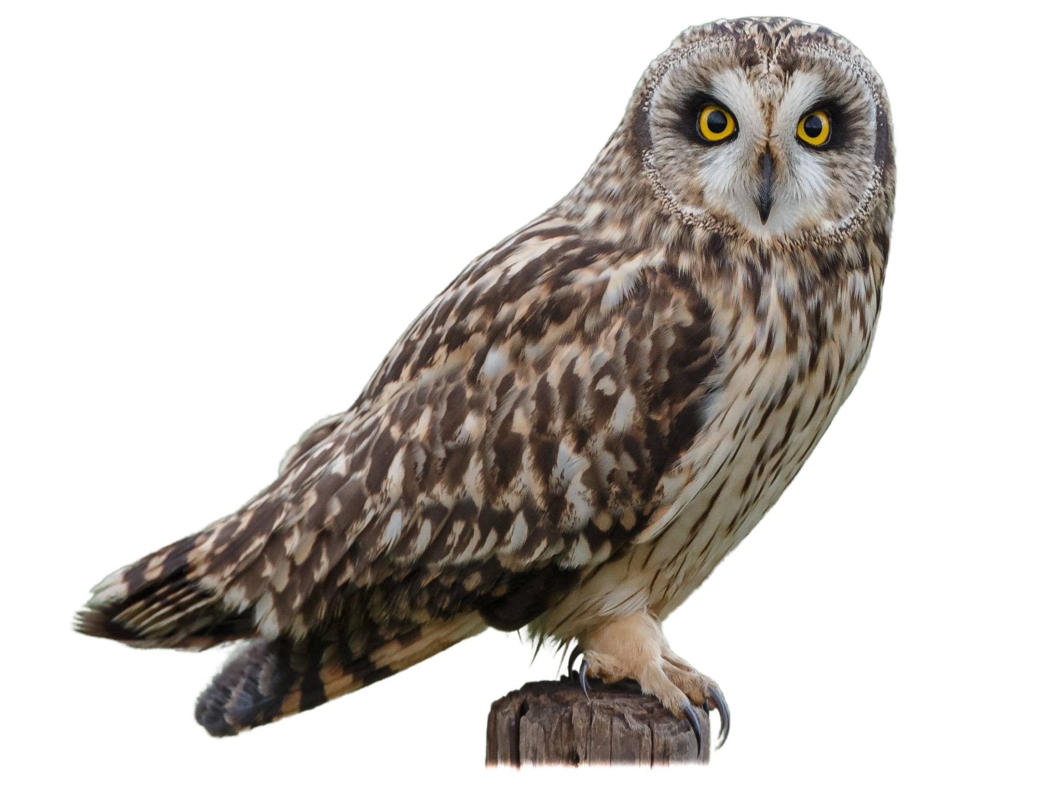 A photo of a Short-eared Owl (Asio flammeus)